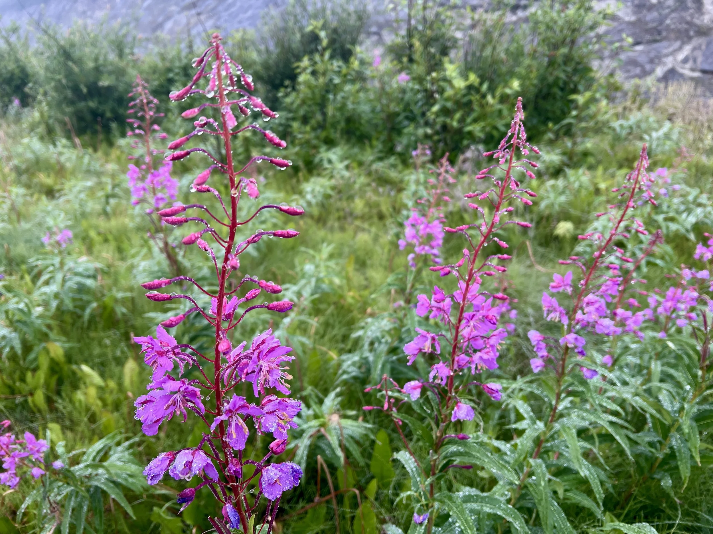 Pink and purple wildflowers with dew drops on petals and grass, outdoors in a natural setting.
