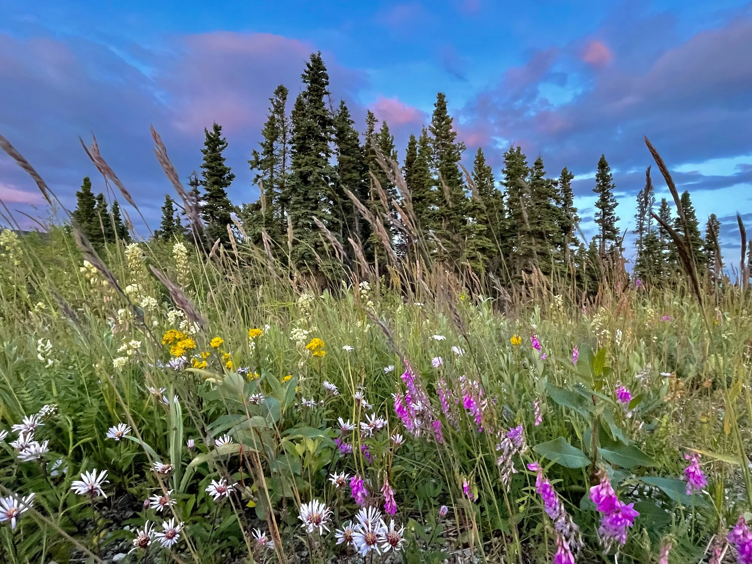 A landscape scene with tall pine trees against a colorful sky with clouds, and a foreground of wildflowers and grass.