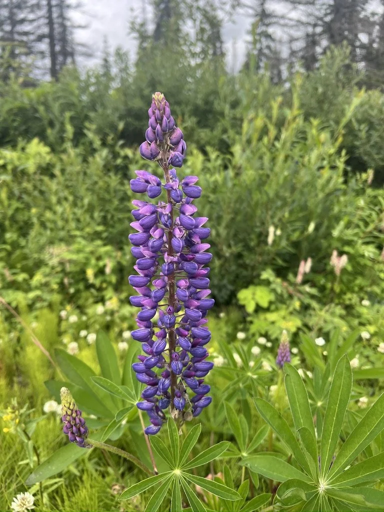 A single tall purple lupine flower with multiple blooms in a garden with green foliage and trees in the background.