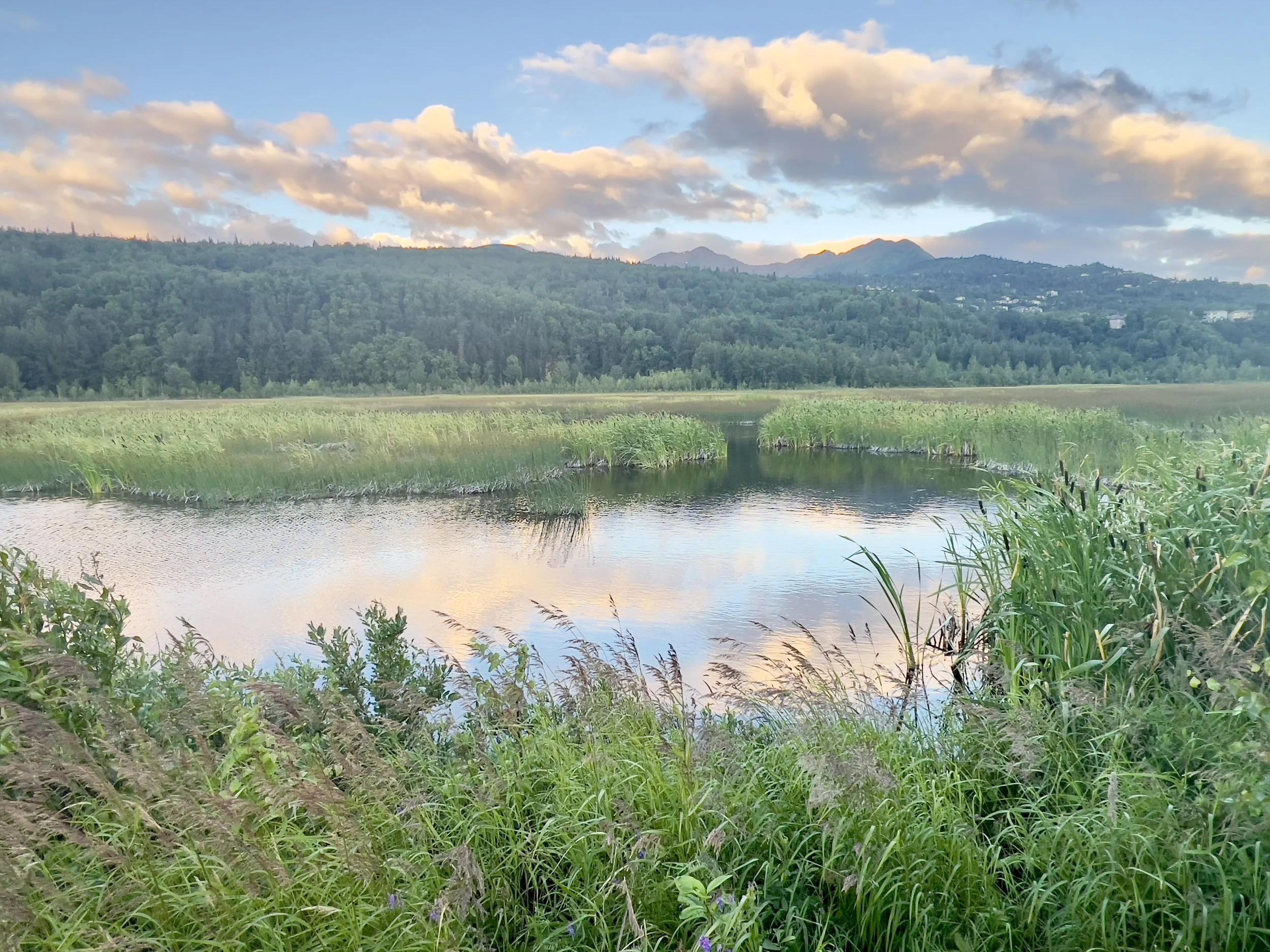 A scenic view of a river with tall green grass, a forested hillside, and mountains in the background under a partly cloudy sky.