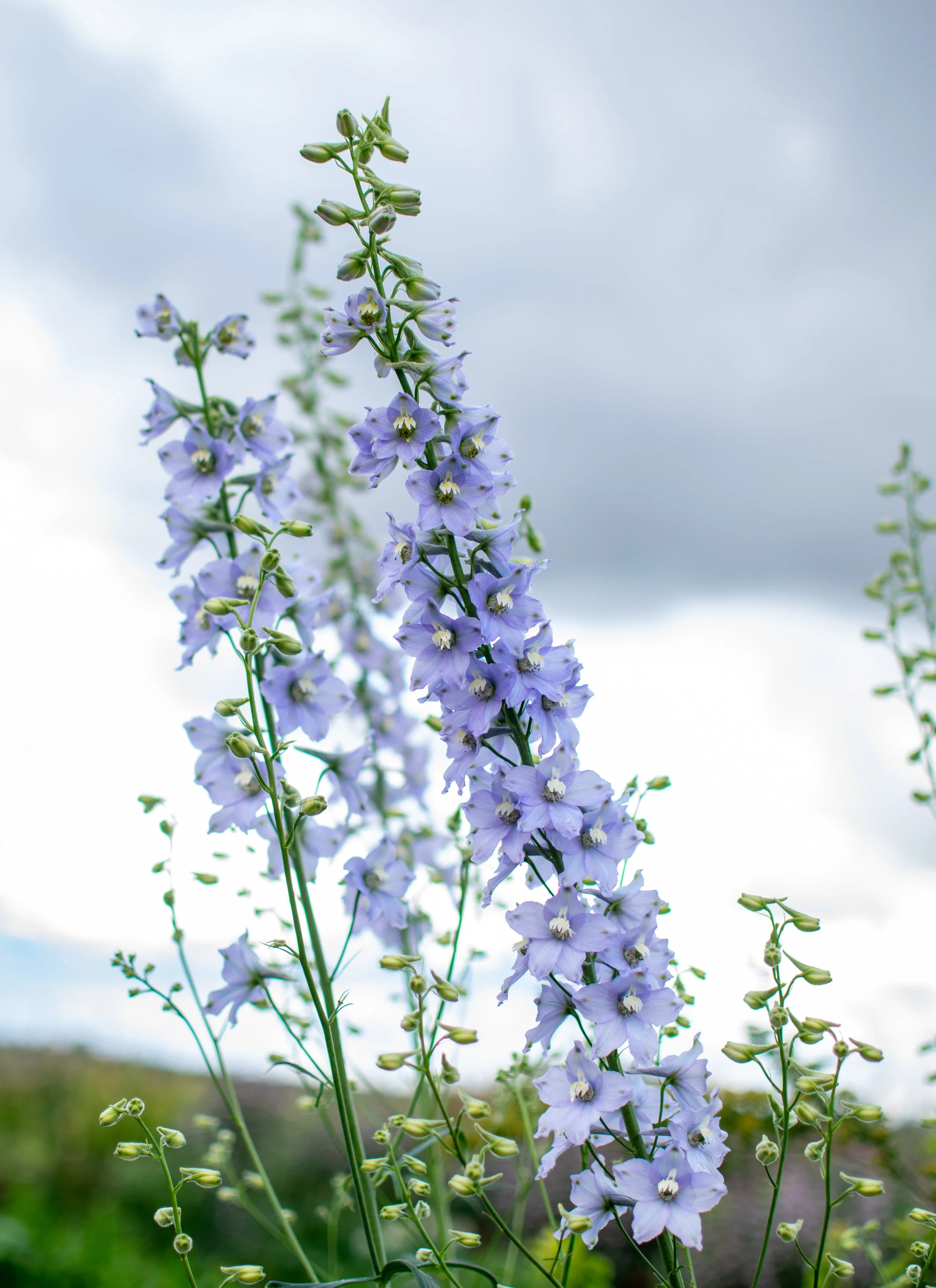 Tall purple flowers with small buds in a field on a cloudy day.