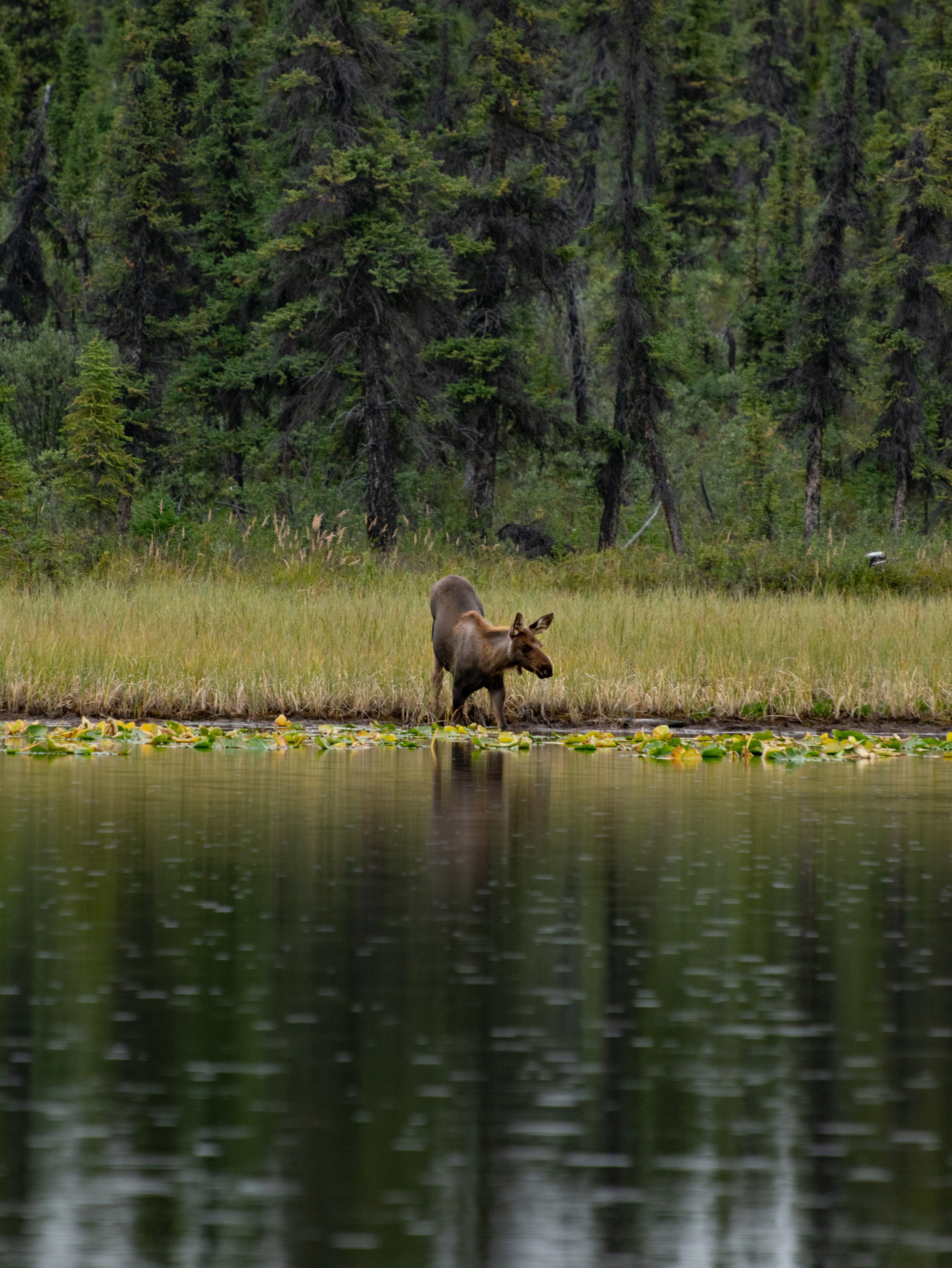 A moose standing at the edge of a pond with a forest of tall trees in the background.