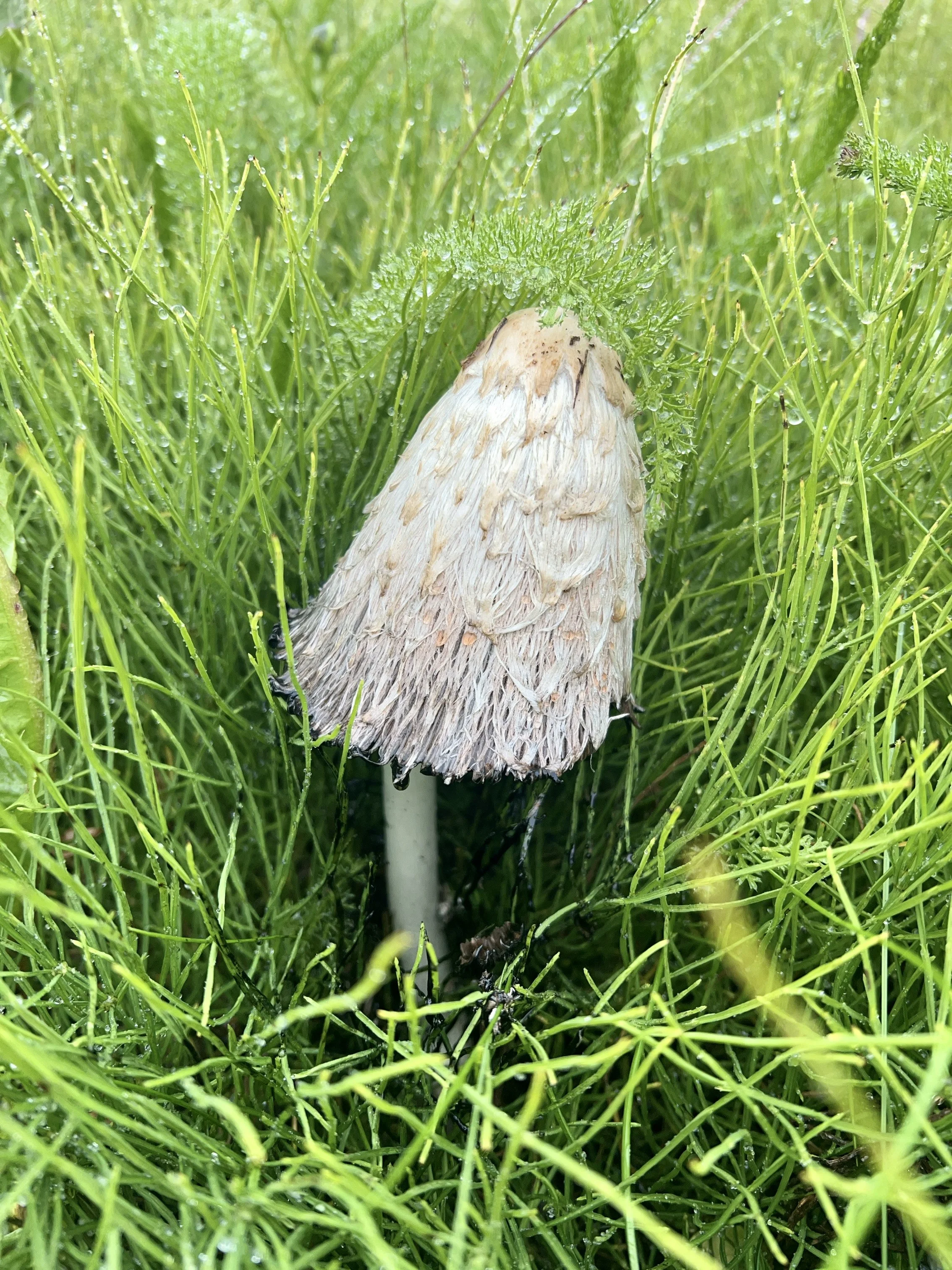 Close-up of a mushroom with a textured, tan-colored cap, surrounded by green grass and moss with dew droplets.