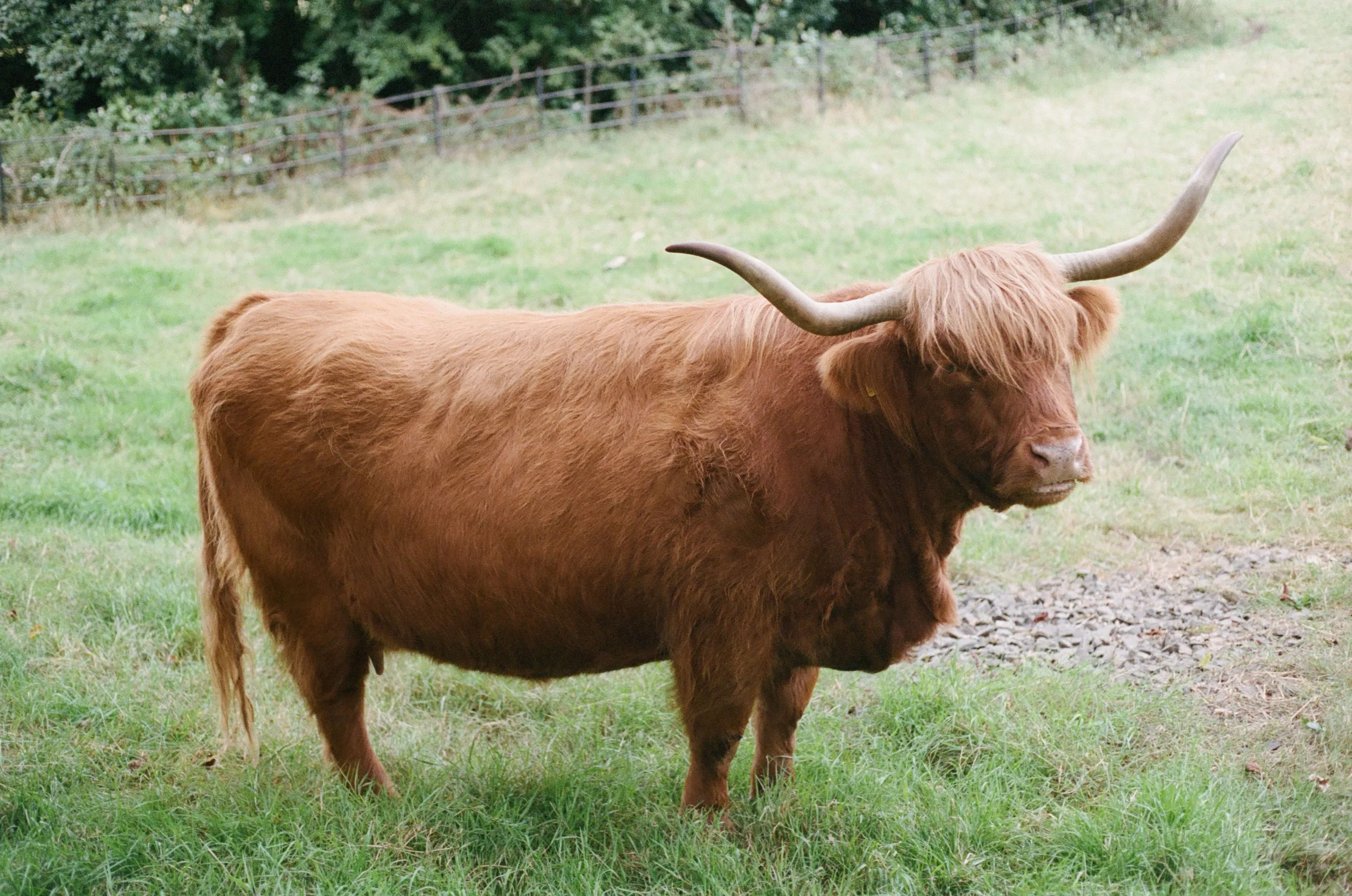Pollok Country Park, Glasgow, Scotland