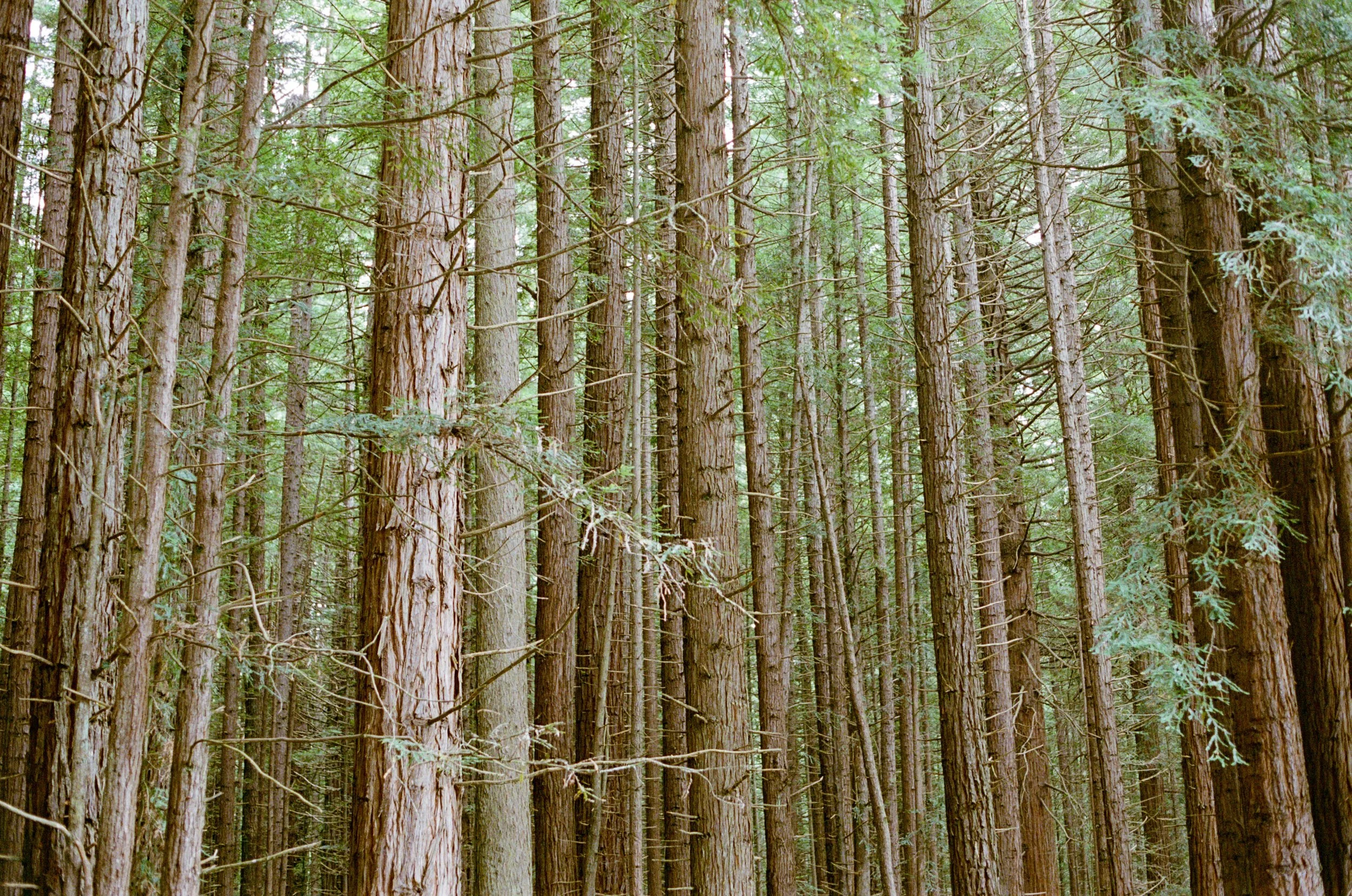 Rotorua redwood trees, New Zealand