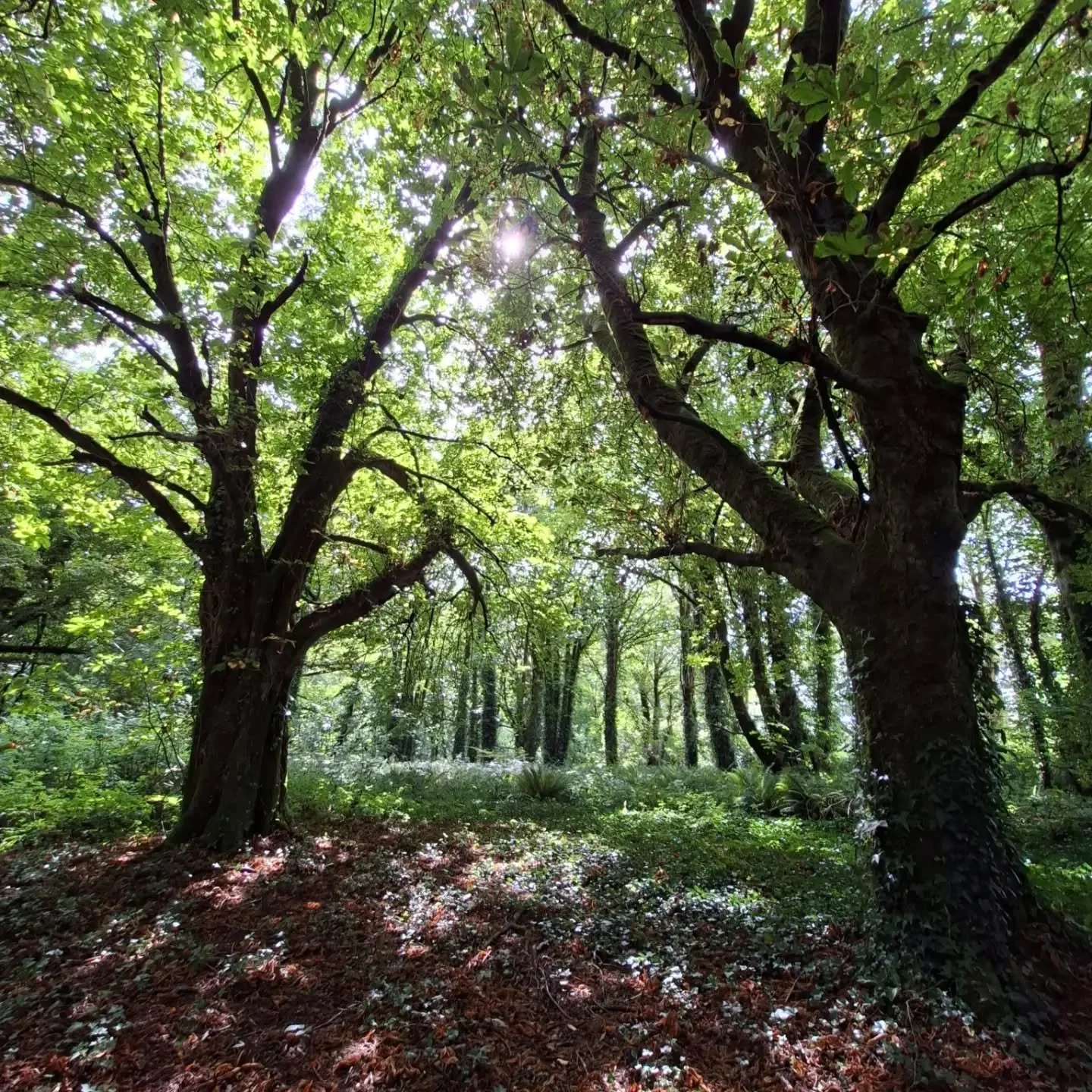 Nature reflects us to ourselves. Let your light shine through/Is sc&aacute;th&aacute;n &eacute; an d&uacute;lra. 
Aithin na caithn&iacute;n&iacute; solais at&aacute; ag lonr&uacute; ionat.
Lig d&oacute;ibh spalpadh amach. #nature #and&uacute;lra #bea