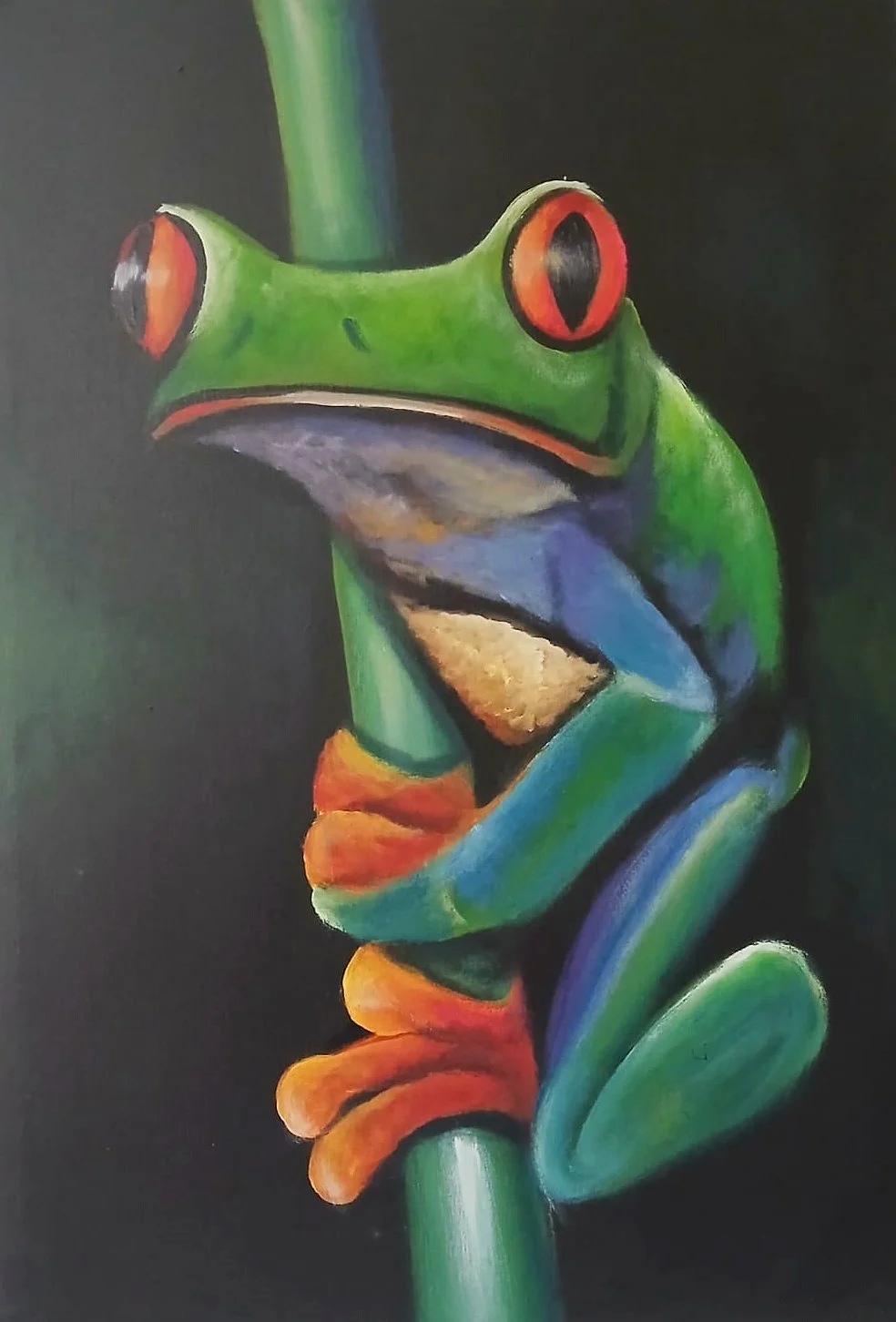 Red Eyed Tree Frog
