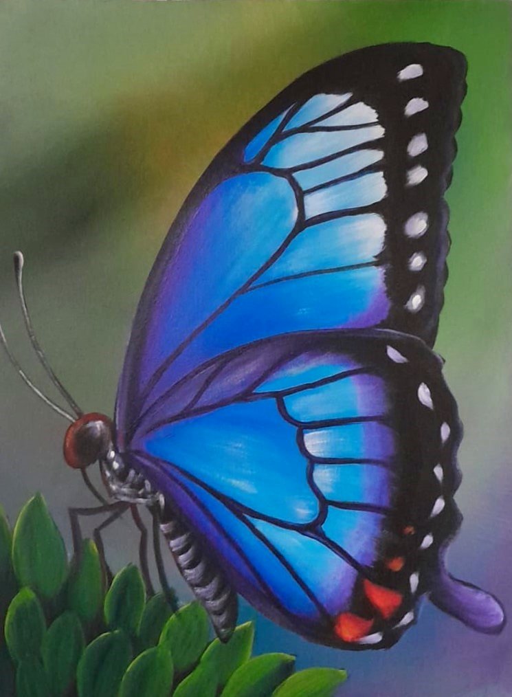 Blue Morpho Butterfly