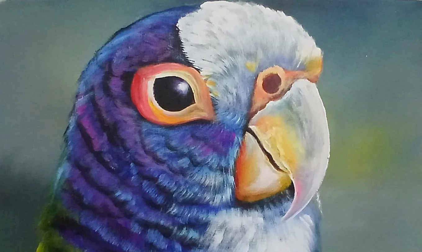 Blue Parrot Closeup
