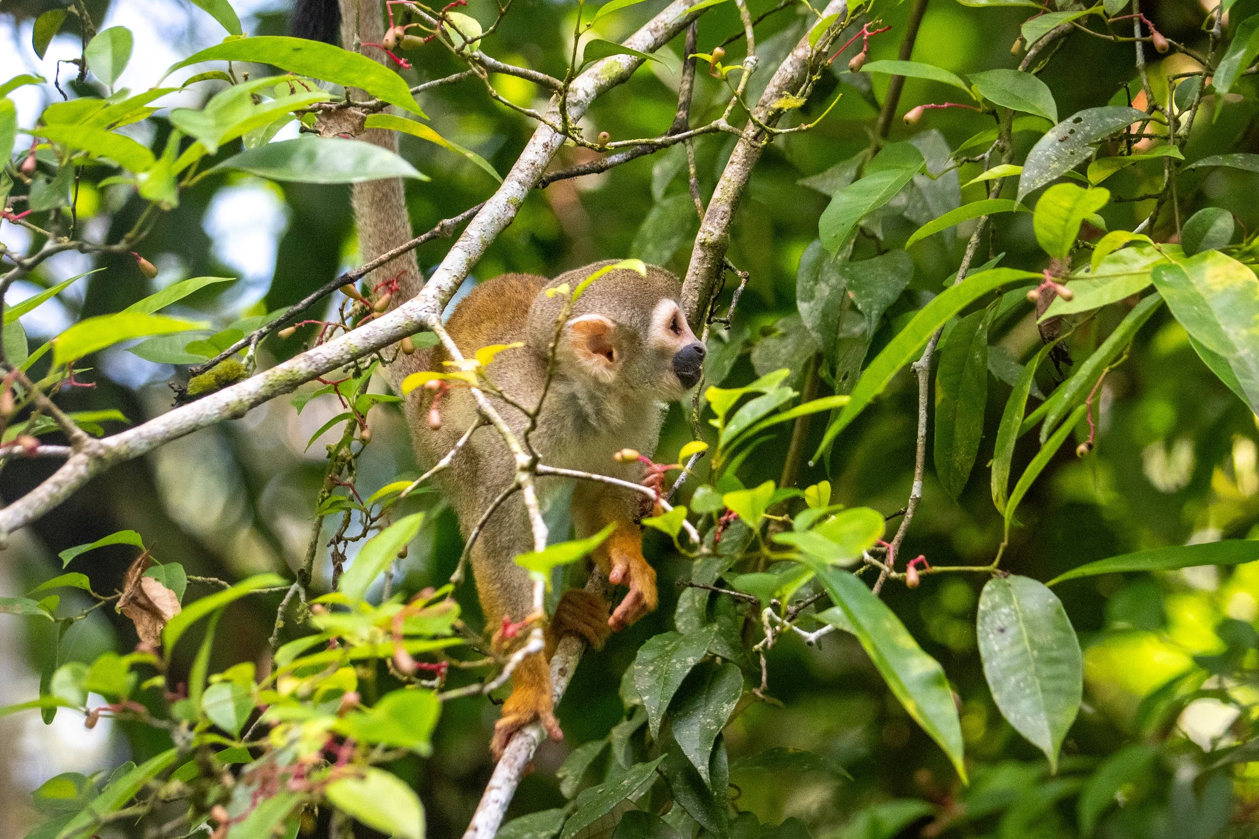 2026_Amazon_NWC_CanoeRide_SquirrelMonkey_ElyseeRobersonSchulz.jpg