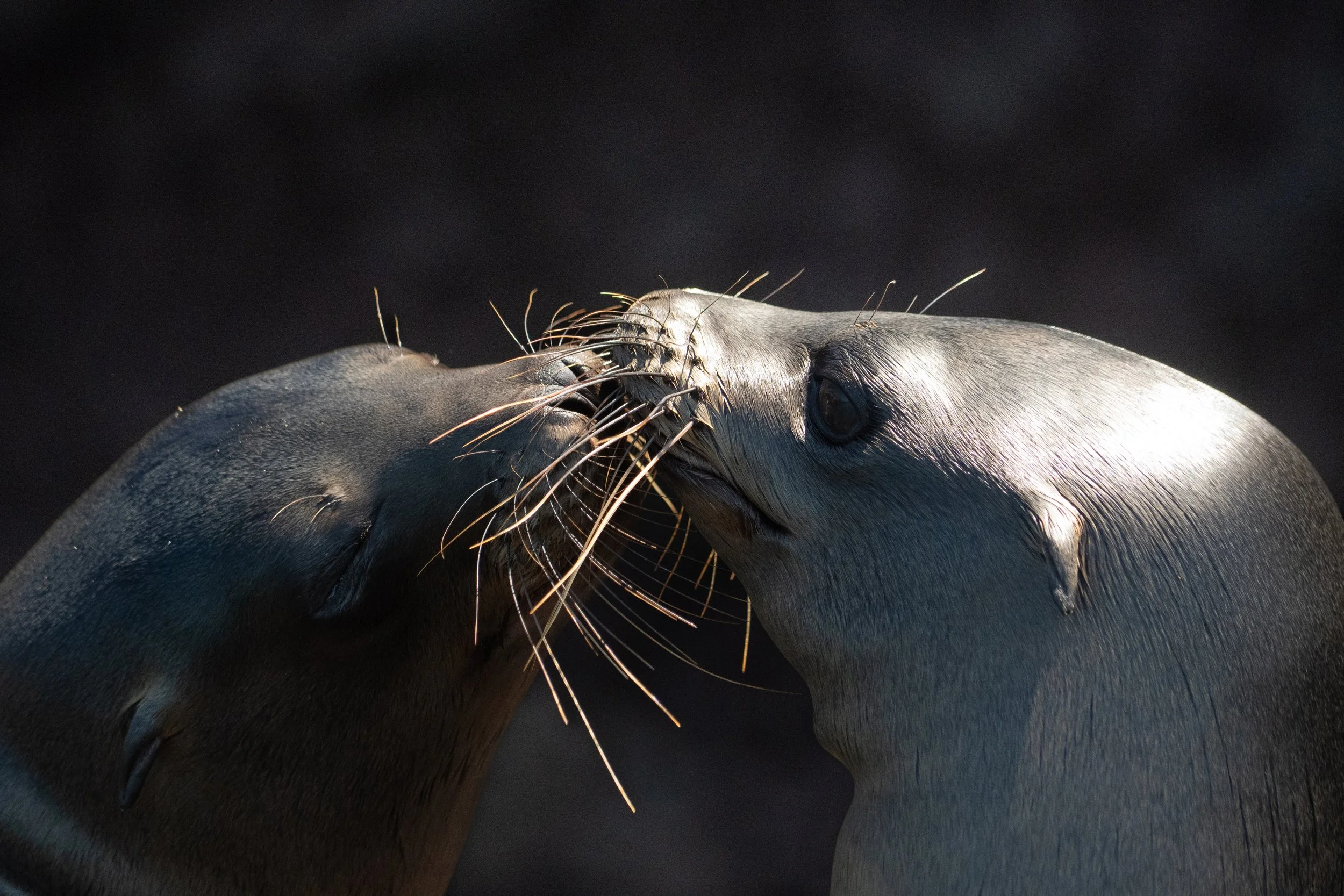 Galapagos_Espanola_Sealion-2_ElyseeRobersonSchulz-2026.jpg