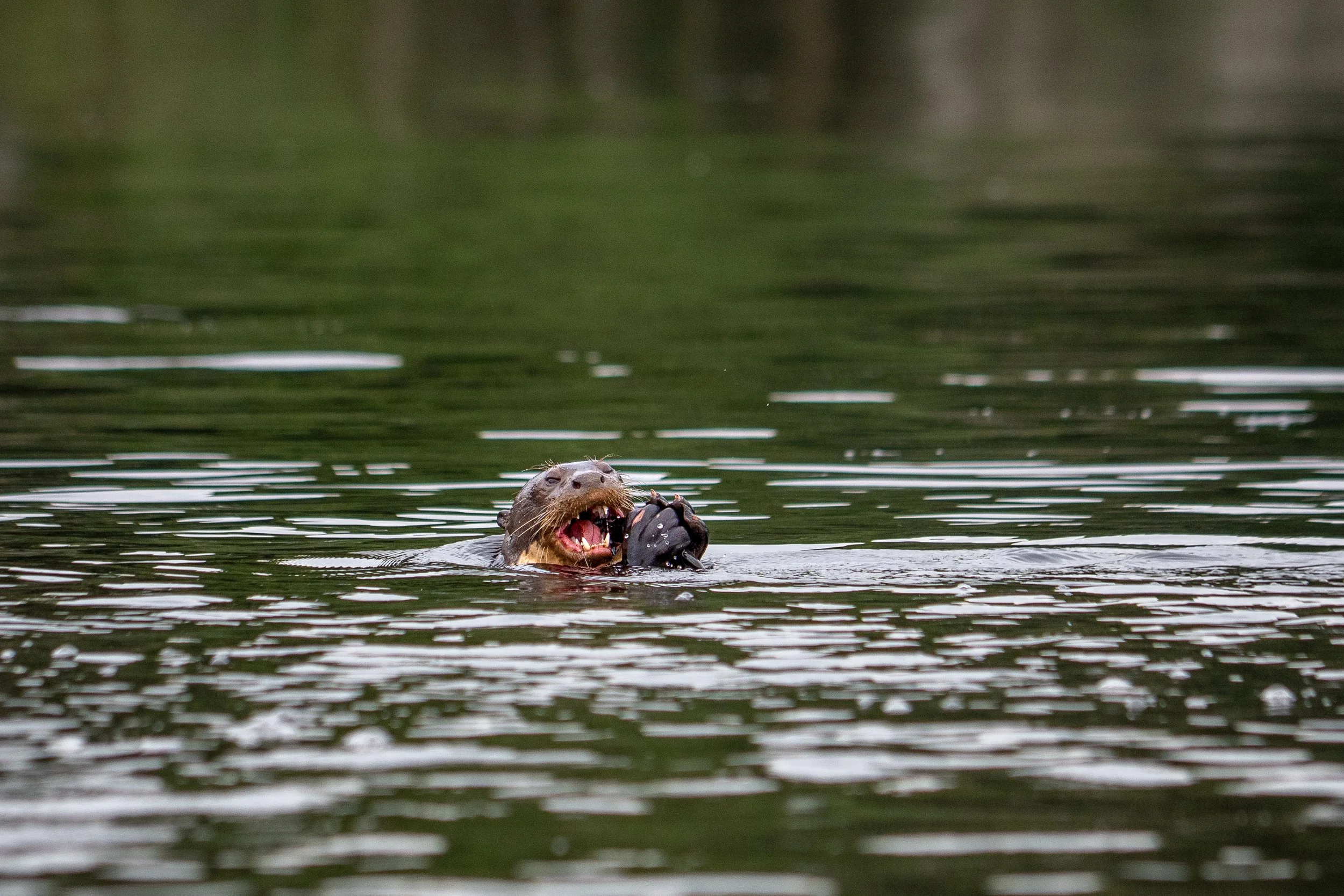 2026_Amazon_NWC_Lake_GiantRiverOtter_01-ElyseeRobersonSchulz.jpg