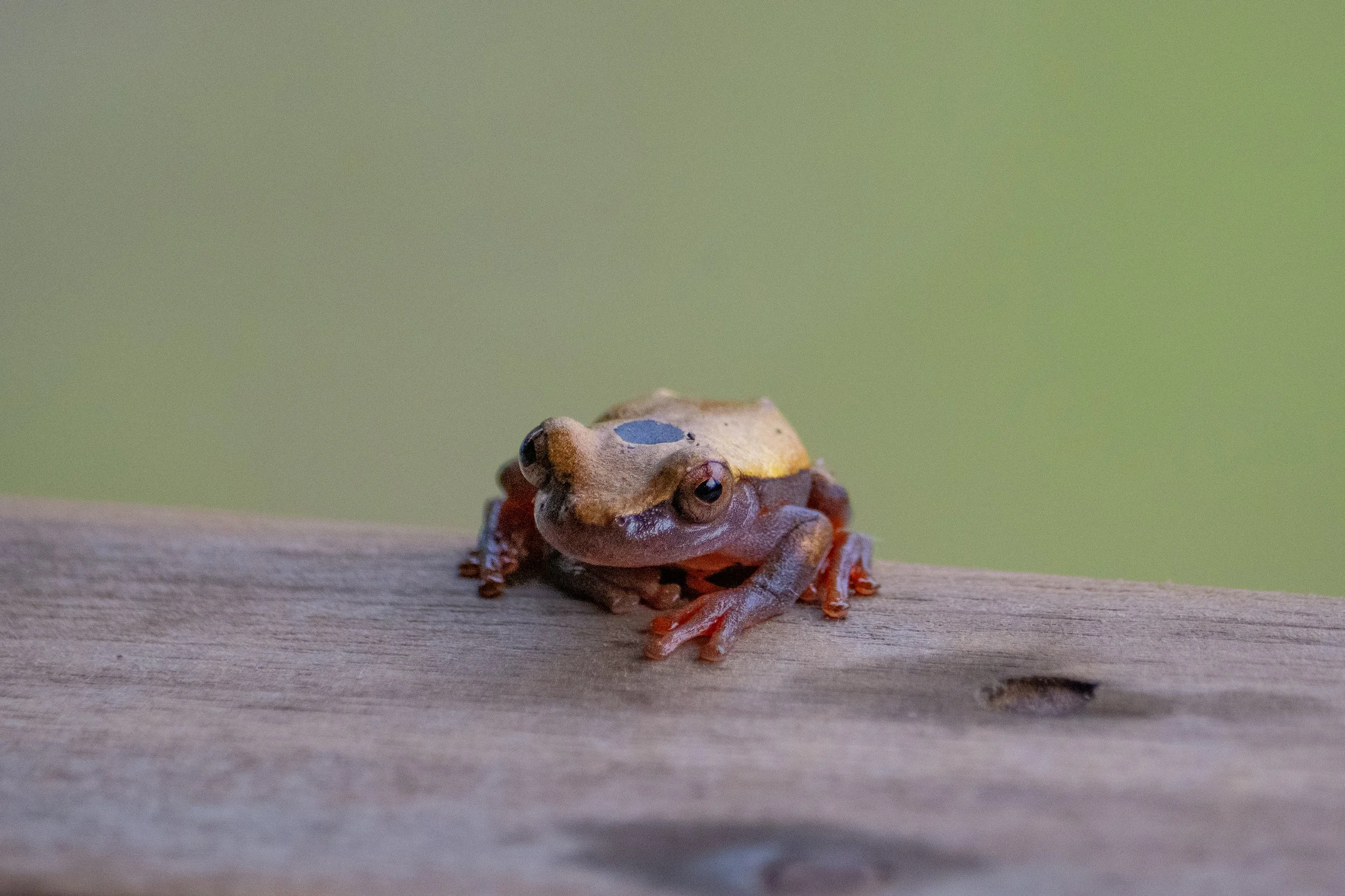2026_Amazon_NWC_WelcomArea_ClownTreeFrog-ElyseeRobersonSchulz.jpg