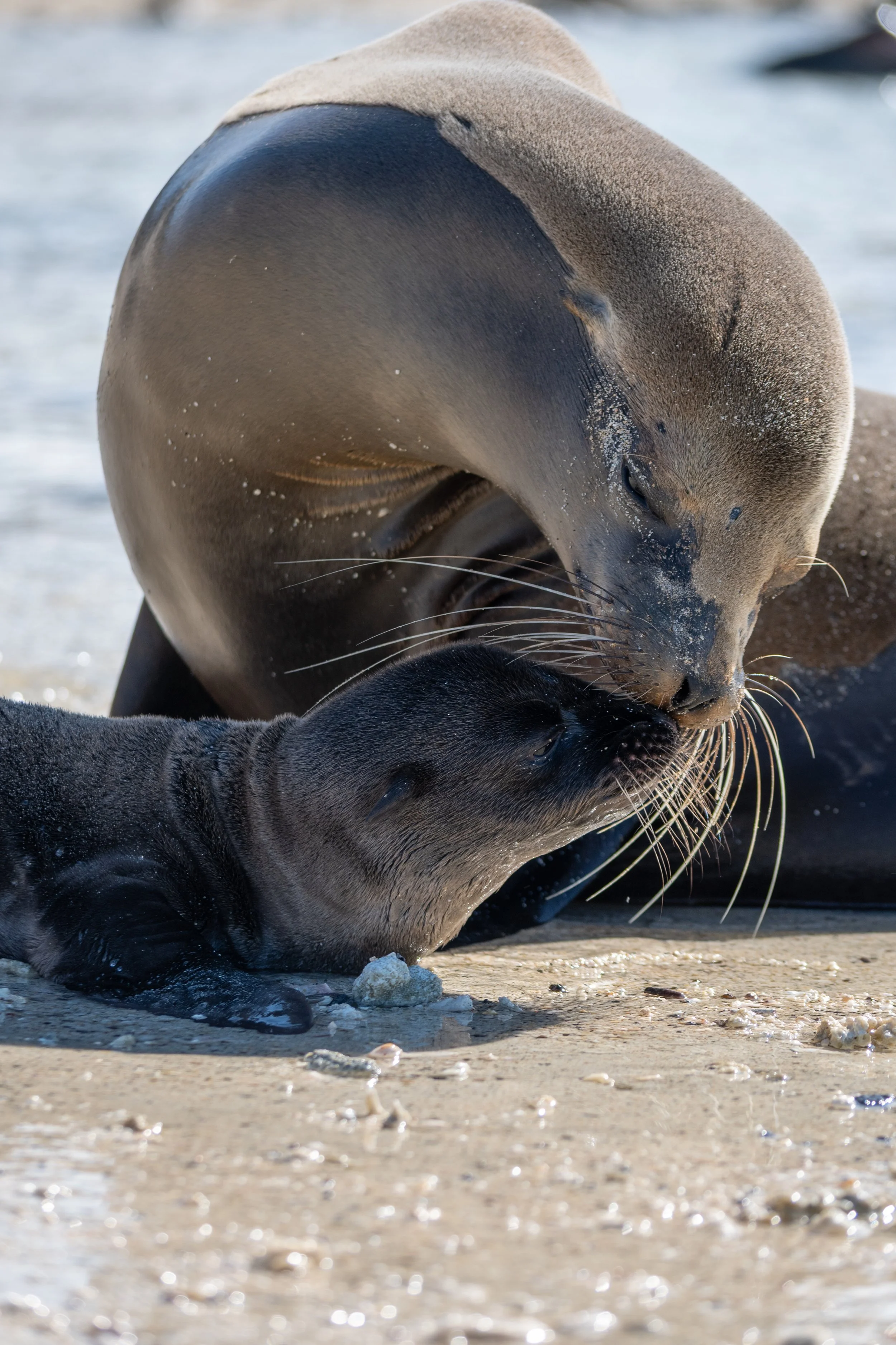 Galapagos_Genovesa_DarwinBeach_SealionPup with Mother_ElyseeRobersonSchulz-2026.jpg