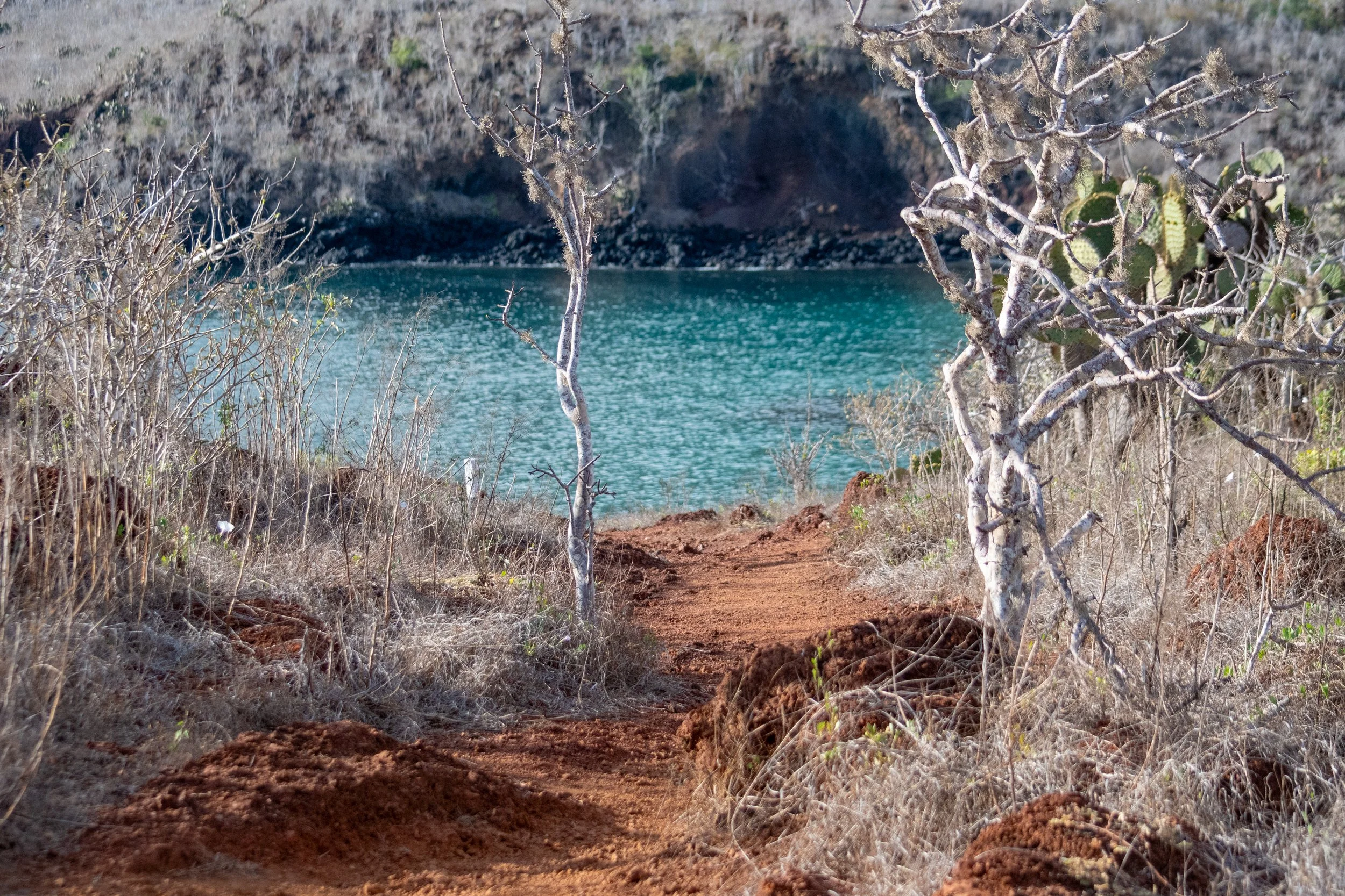 Galapagos_Rabida_Landscape_Trail_ElyseeRobersonSchulz-2026.jpg