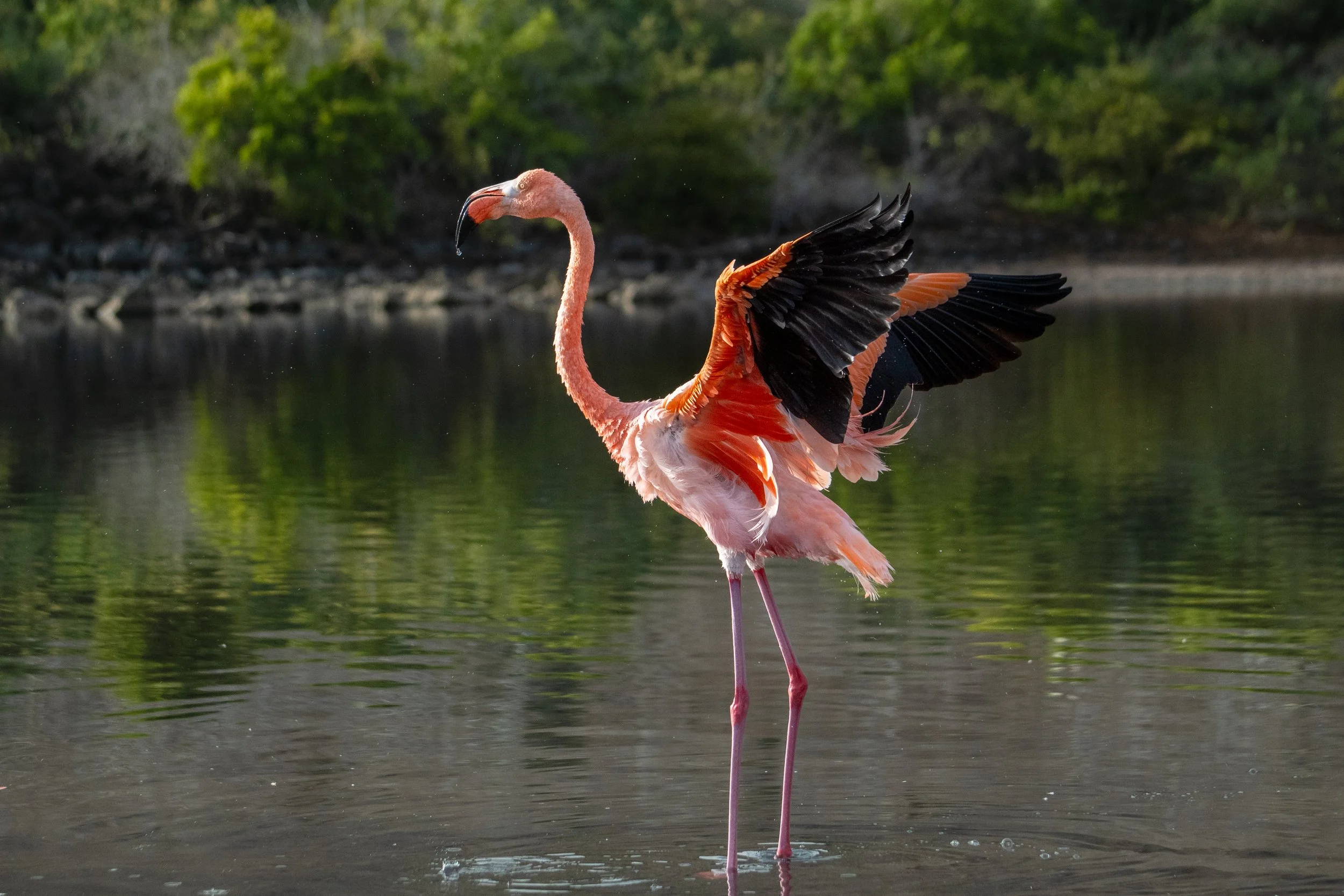 Galapagos-Rabida-Flamingo-ElyseeRobersonSchulz-2026.jpg