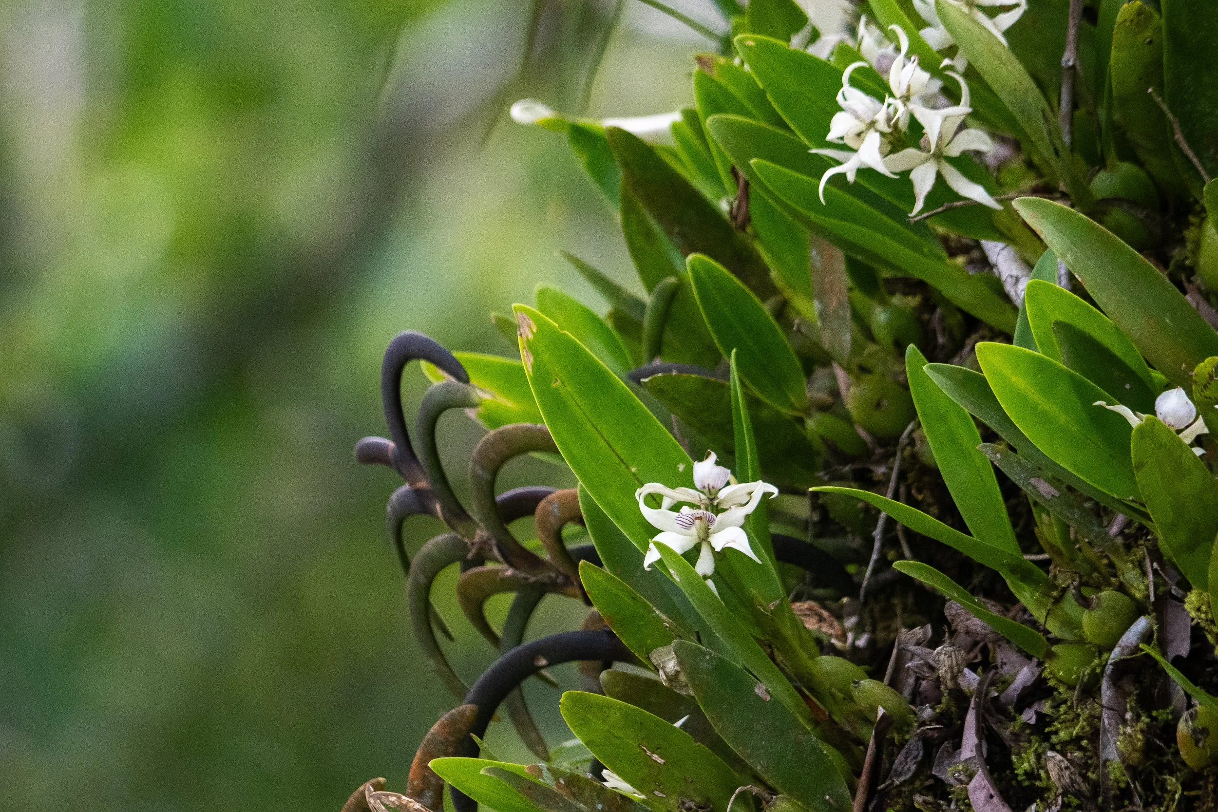 2026_Amazon_NWC_ObservationTower_Orchid-ElyseeRobersonSchulz.jpg