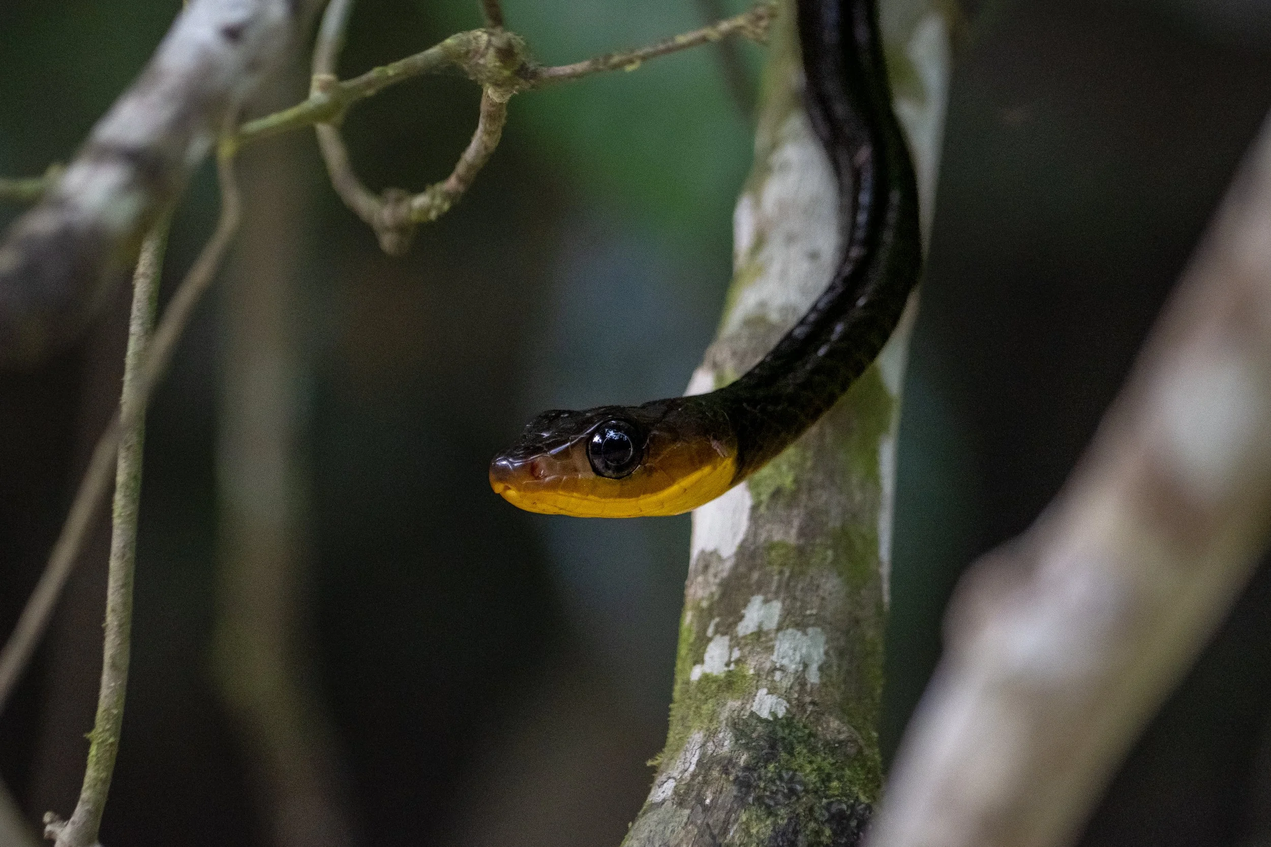 2026_Amazon_NWC_CanoeRide_AmazonWhipsnake-ElyseeRobersonSchulz.jpg