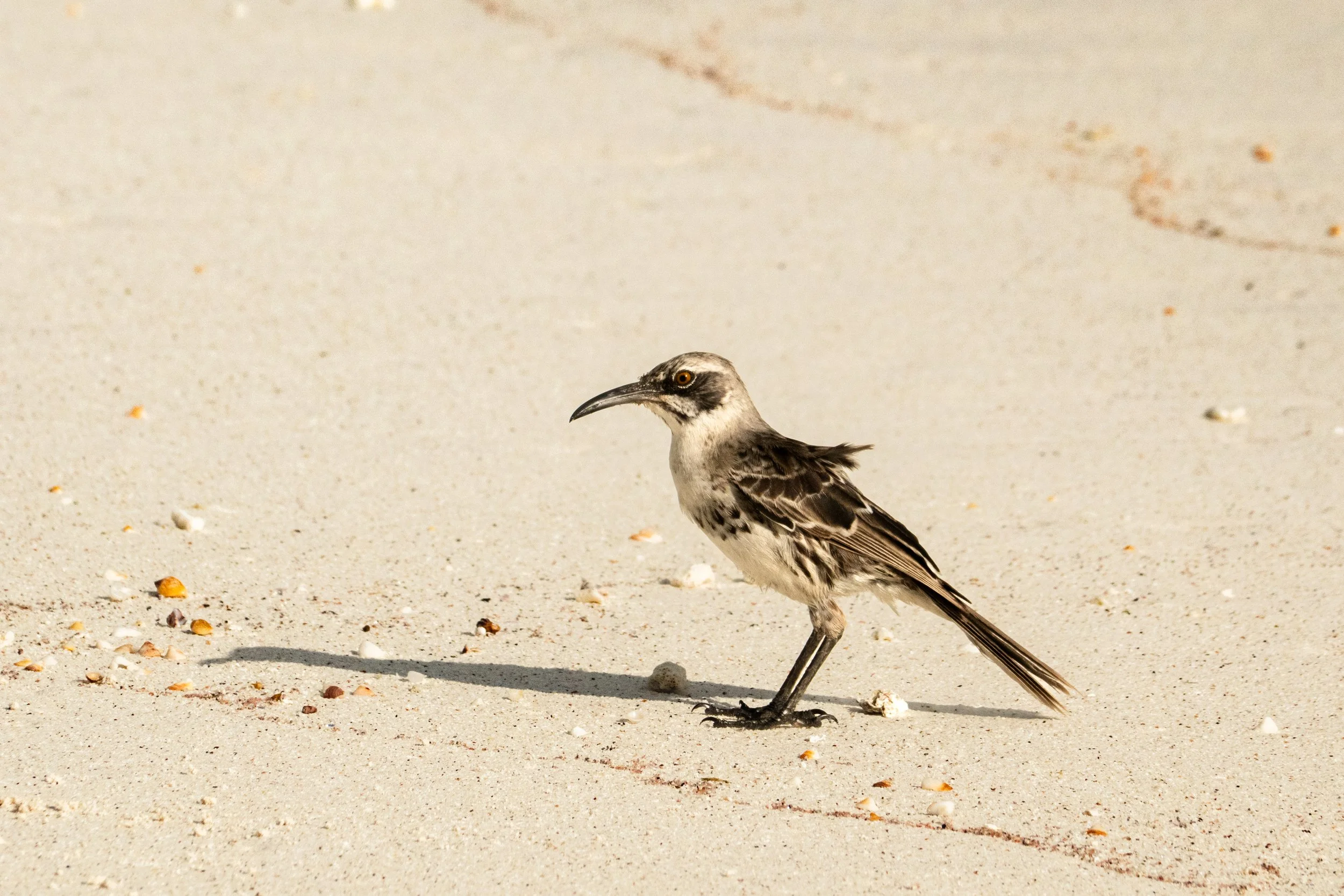 Galapagos_Espanola_GardnerBay-2_ElyseeRobersonSchulz-2026.jpg