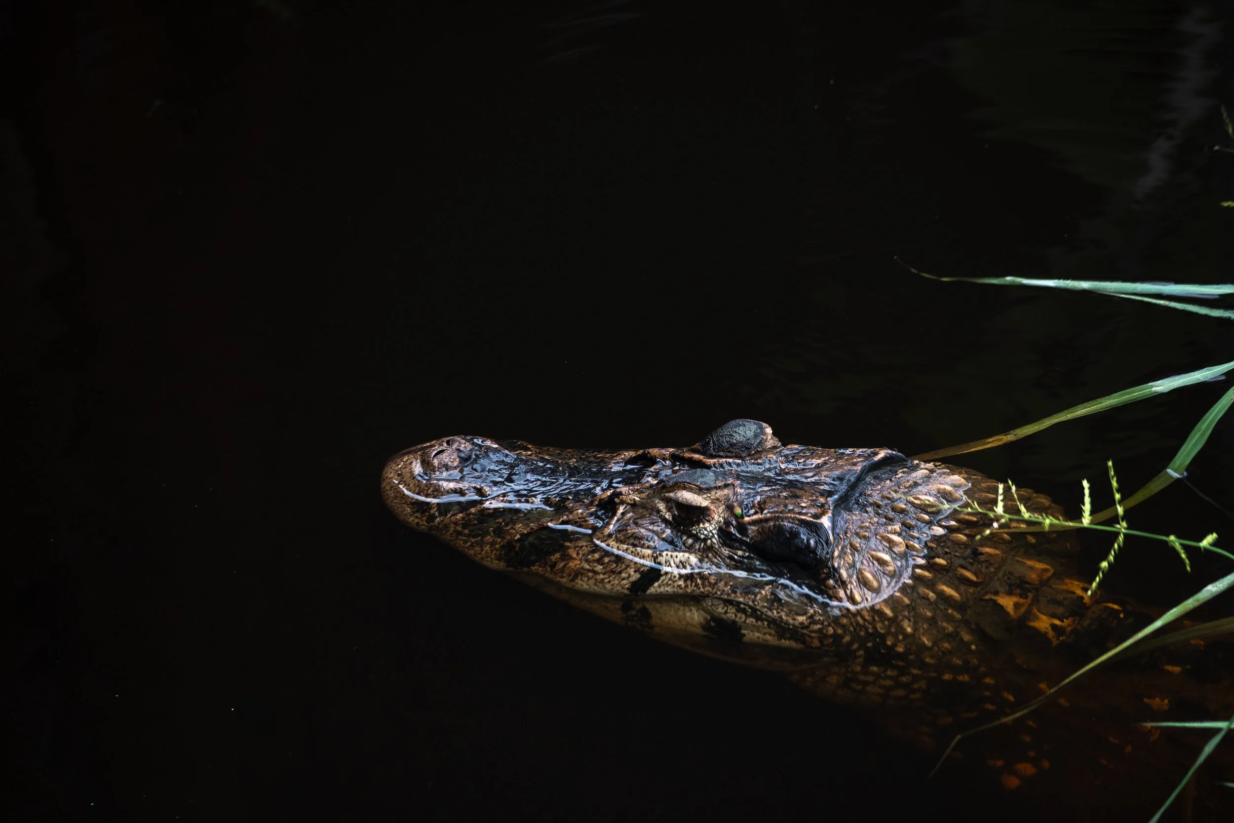2026_Amazon_NWC_Lake_Cayman_ElyseeRobersonSchulz.jpg