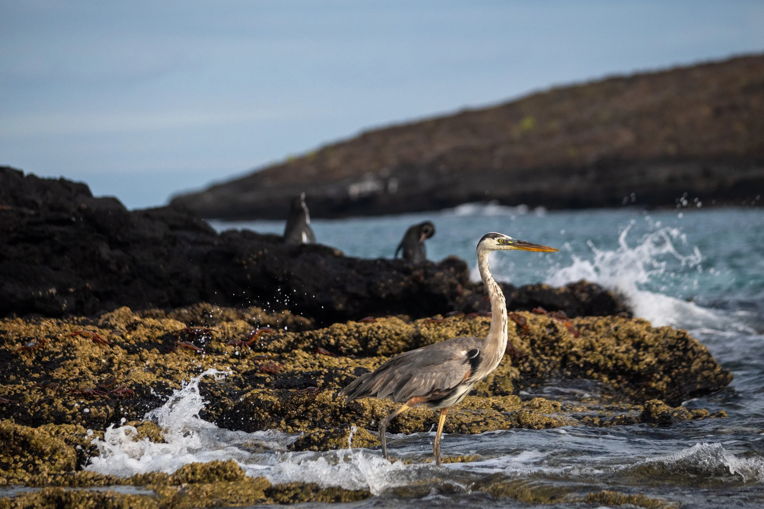 2026_Galapagos_SombreroChino_Heron.jpg