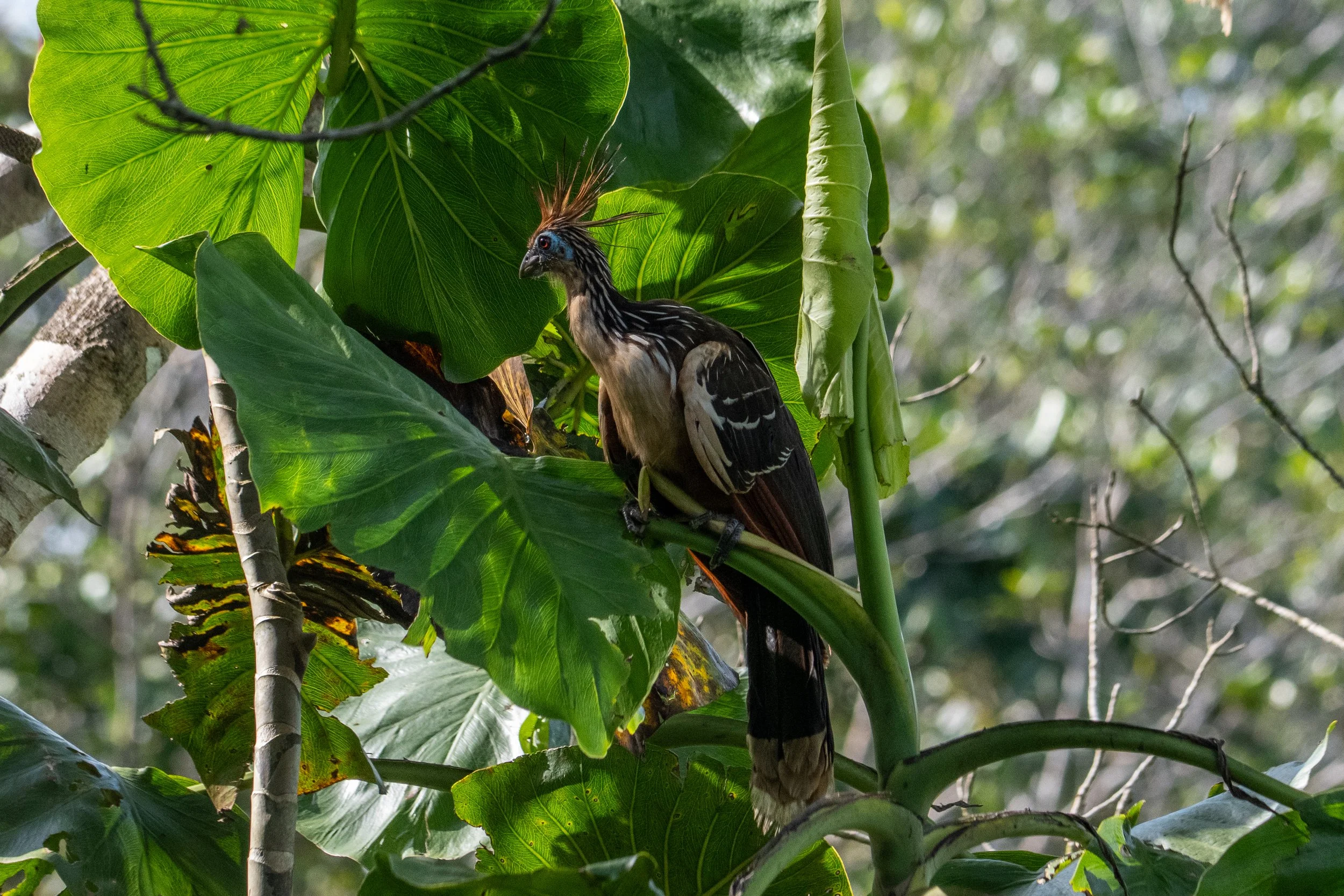 2026_Amazon_NWC_CanoeRide_Hoatzin-ElyseeRobersonSchulz.jpg