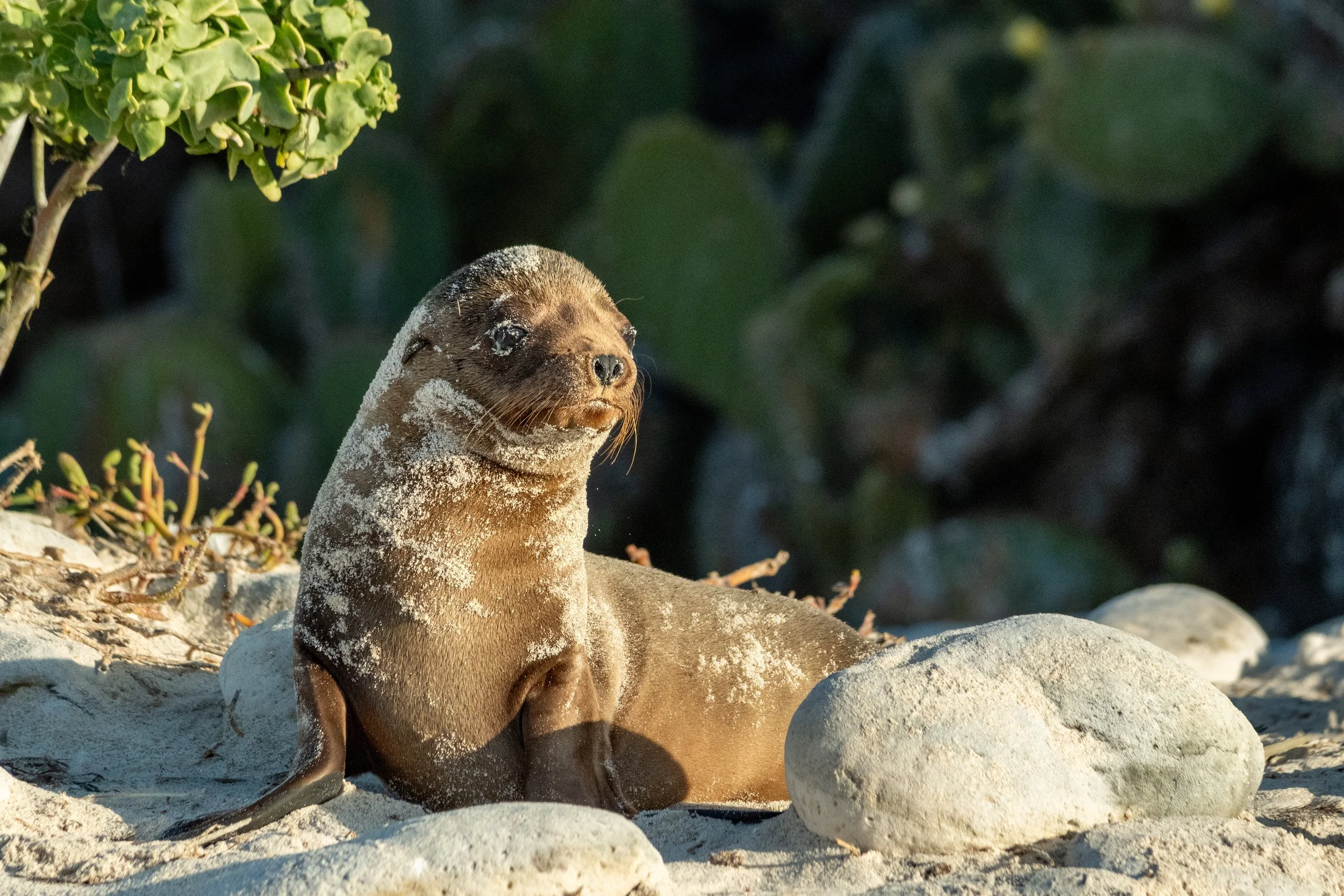 Galapagos_Genovesa_DarwinBeach_SealionPup_ElyseeRobersonSchulz-2026.jpg