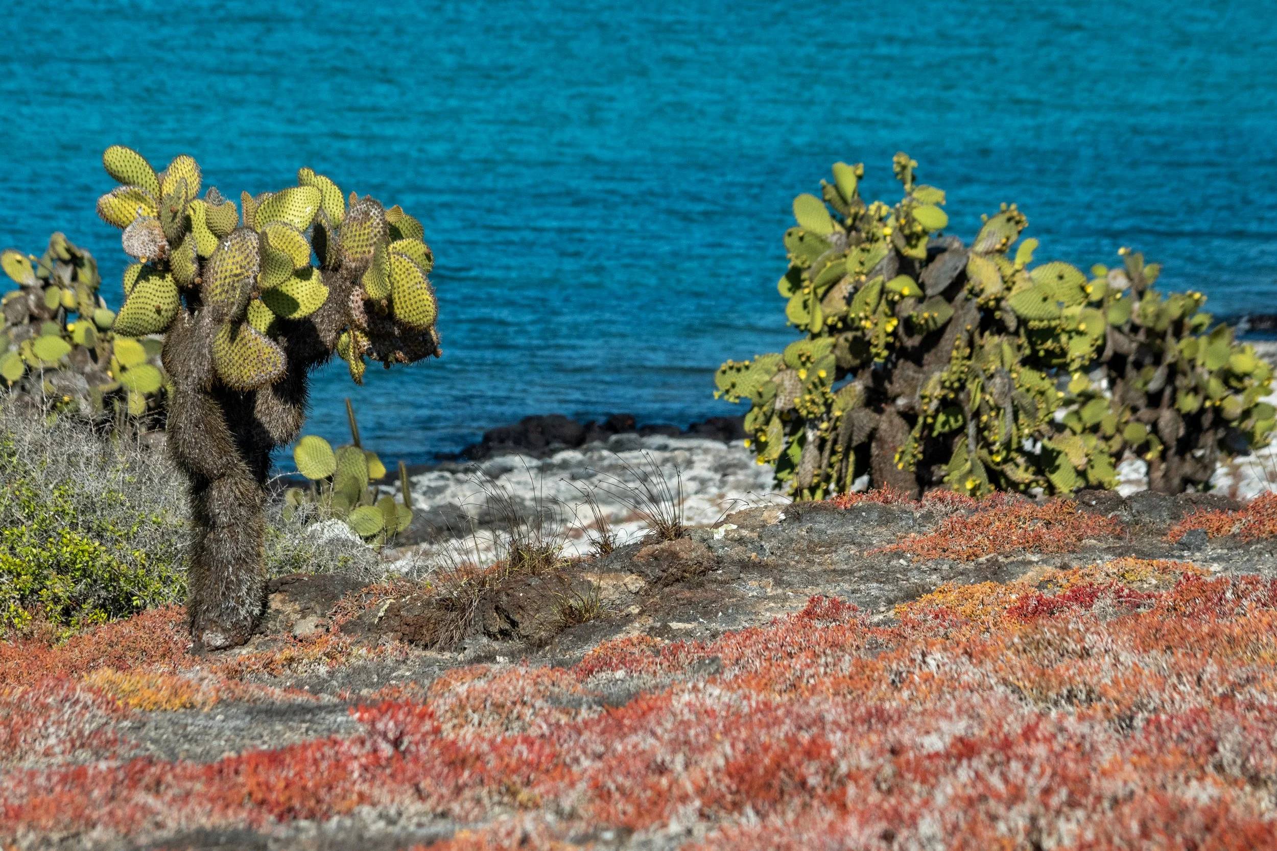 2026_Galapagos_South-Plazas_Cactus-Landscape-2_ElyseeRobersonSchulz.jpg