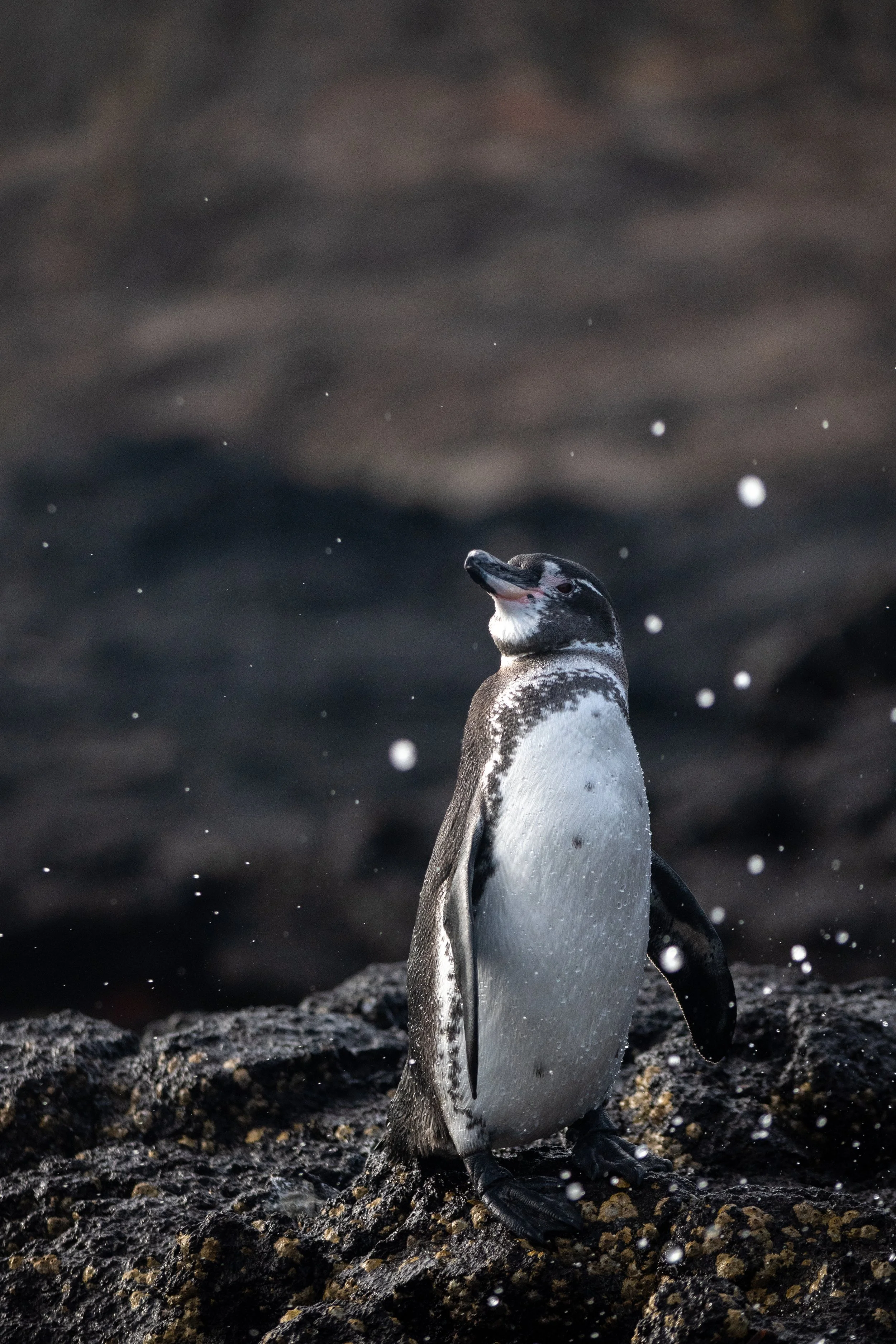 2026_Galapagos_SombreroChino_Penguin.jpg