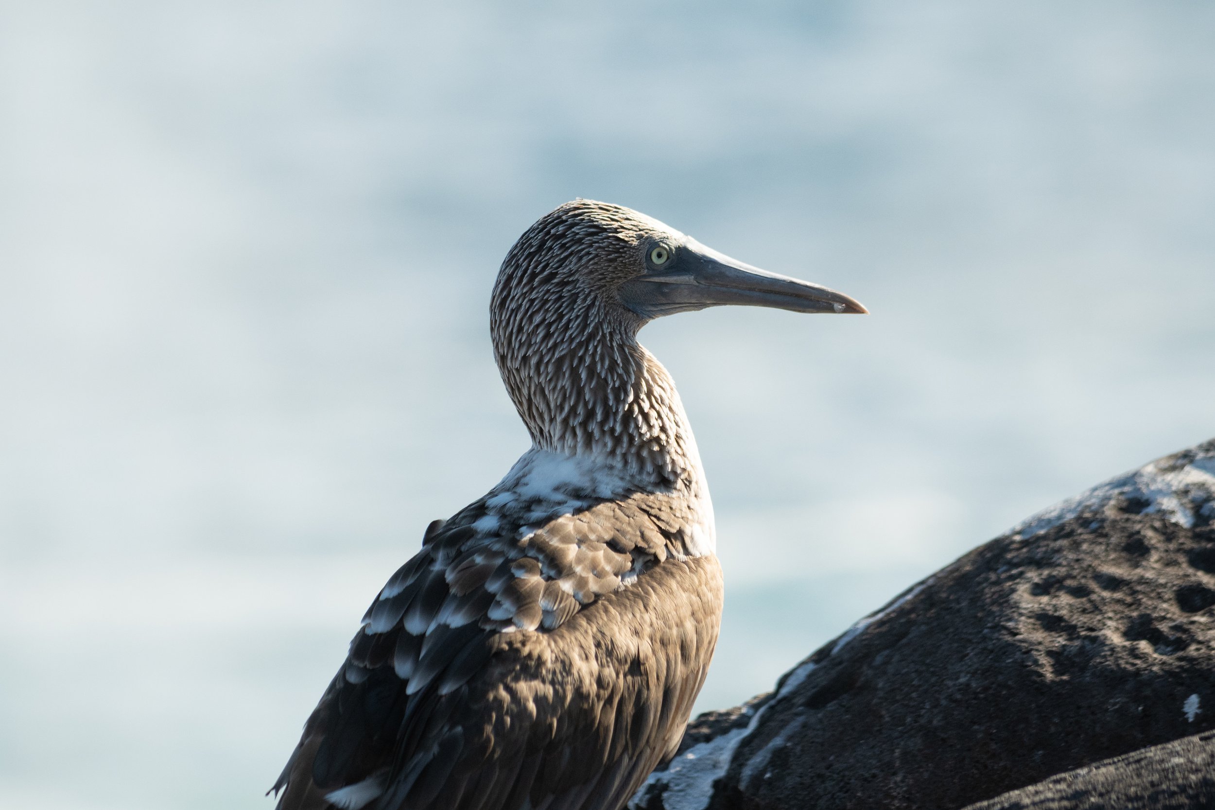 Galapagos_Espanola_Punta Suarez_Blue footed booby_ElyseeRobersonSchulz-2026.jpg