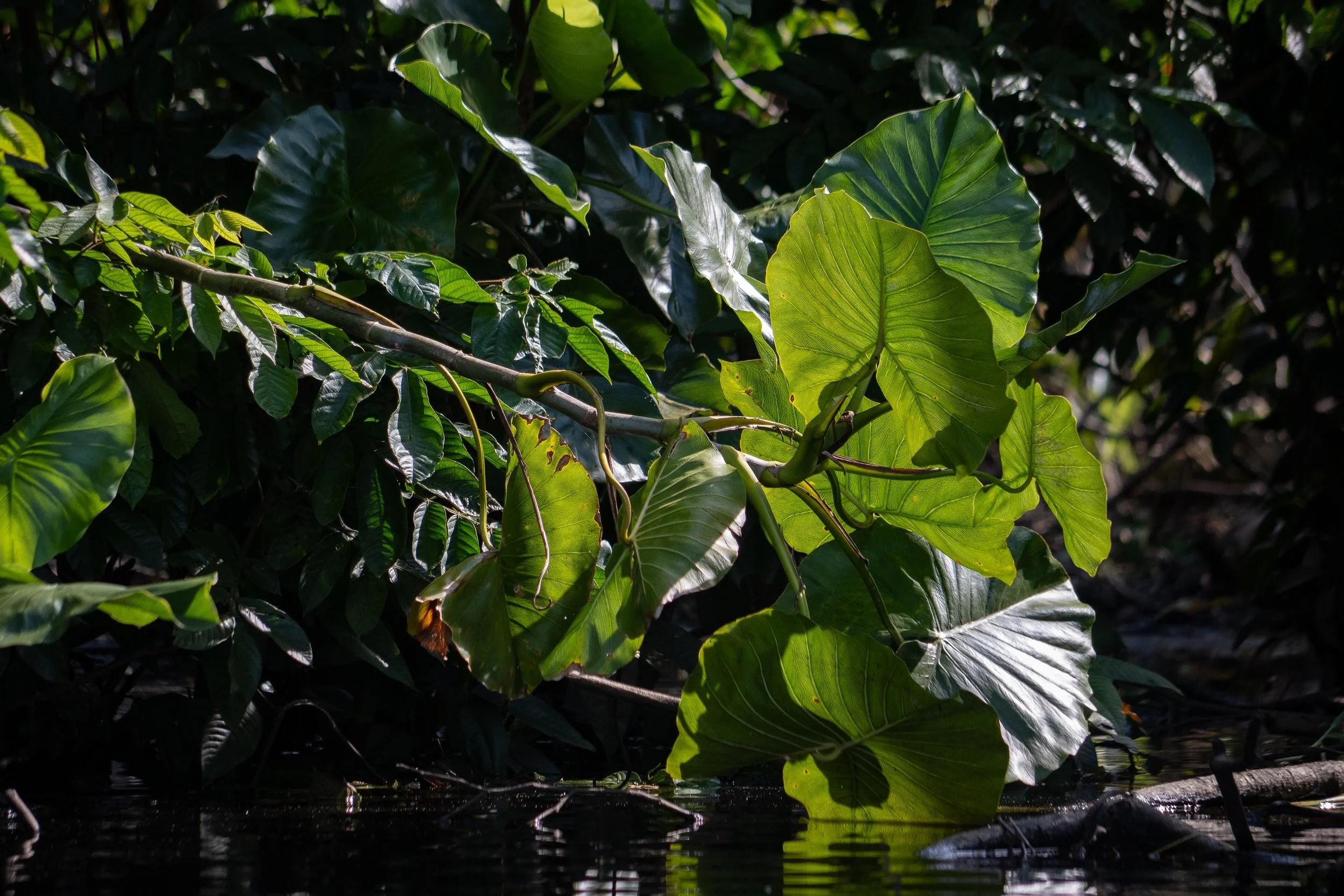2026_Amazon_NWC_CanoeRide_RiverFoliage_02-ElyseeRobersonSchulz.jpg