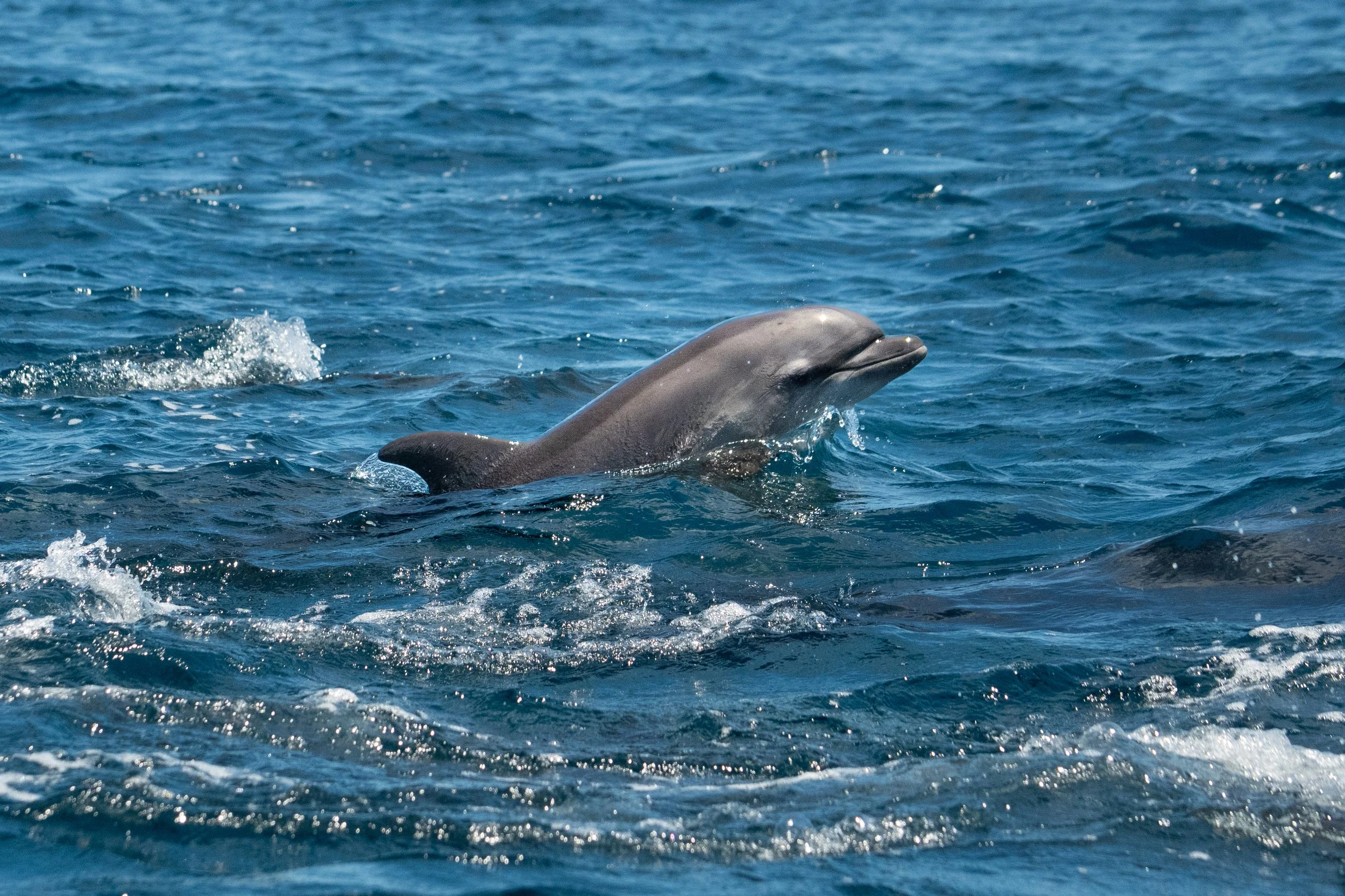 Galapagos_Espanola_Dolphins-5_ElyseeRobersonSchulz-2026.jpg