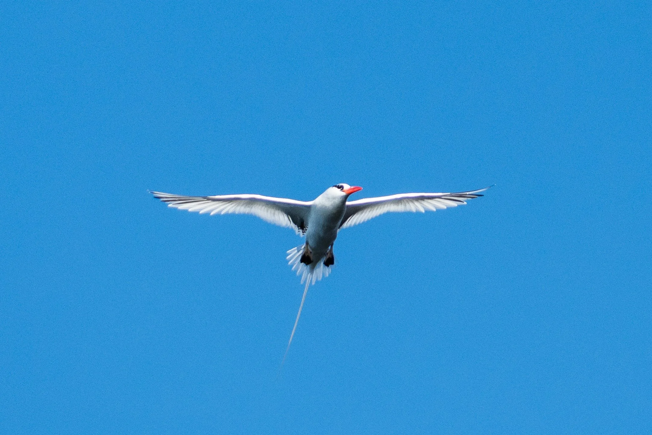 Galapagos_Genovesa_PrincePhillipsSteps_Tropic Bird_1_ElyseeRobersonSchulz-2026.jpg