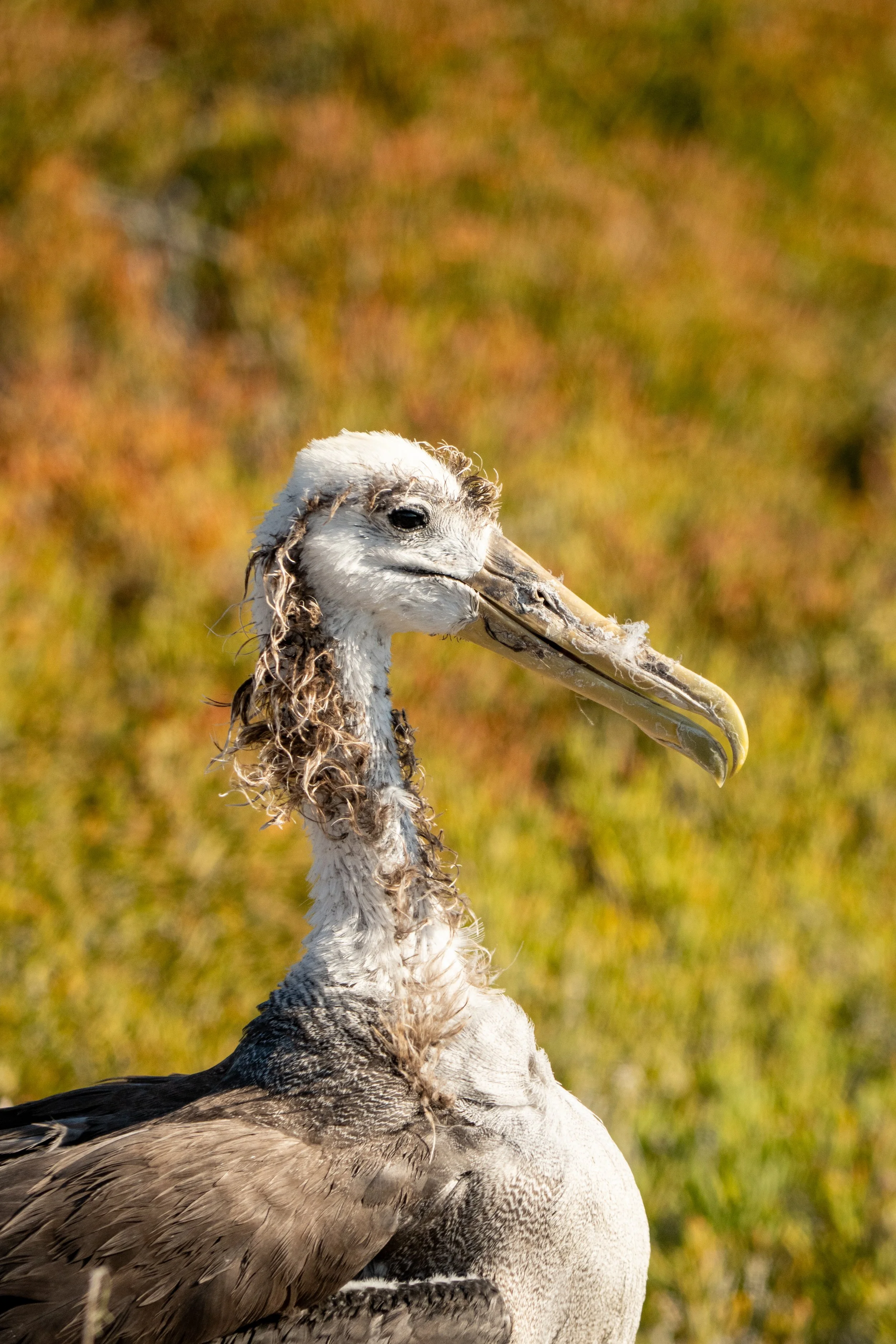 Galapagos_Espanola_Punta Suarez_Young Albatross-4_ElyseeRobersonSchulz-2026.jpg
