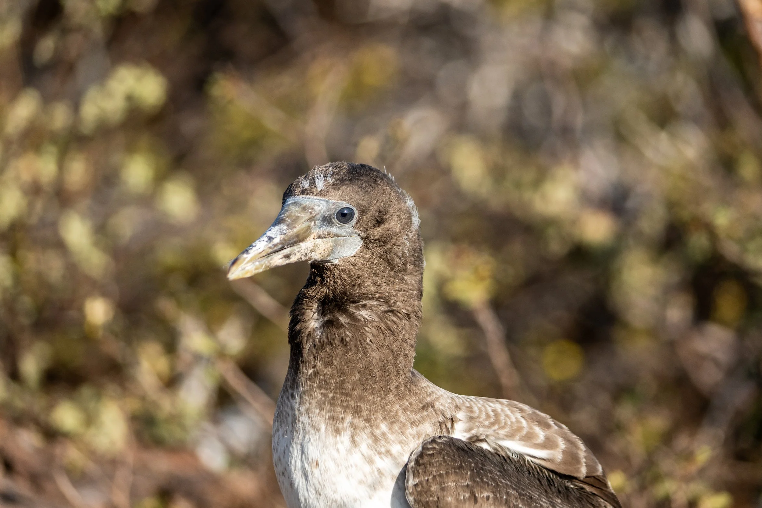 Galapagos_Genovesa_Prince Phillips Steps_Young Nasca Booby_ElyseeRobersonSchulz-2026.jpg
