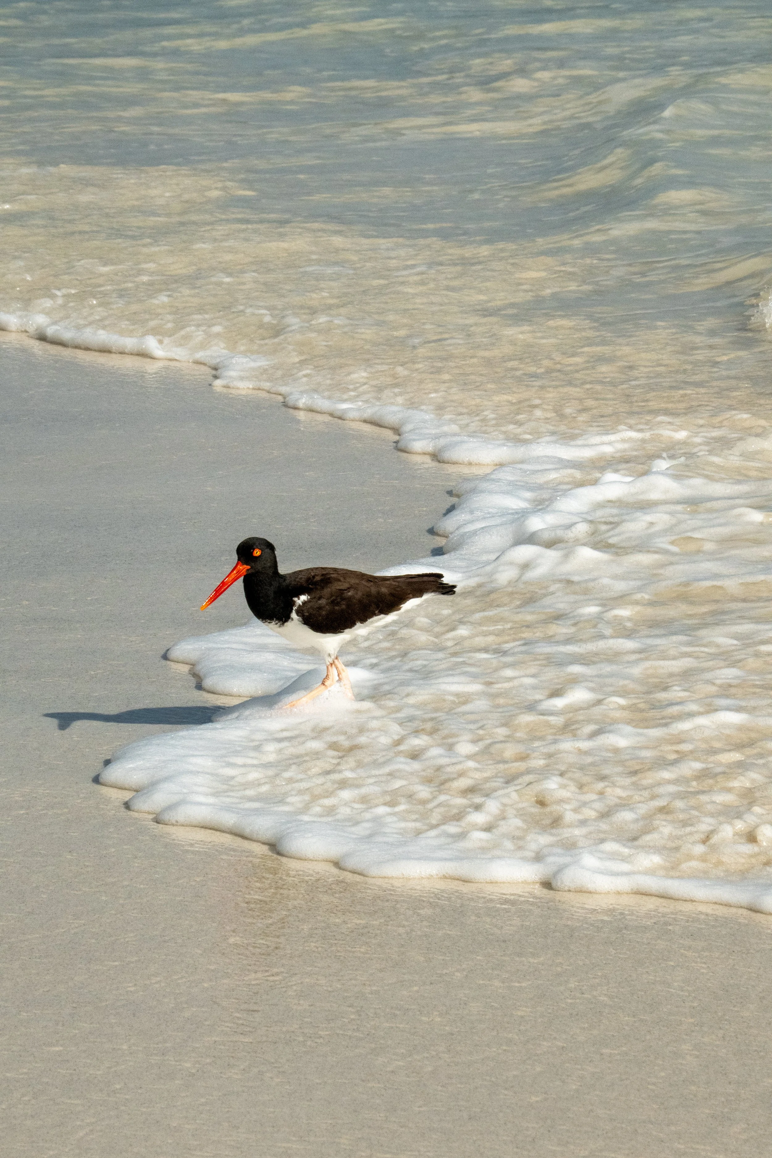 Galapagos_Espanola_GardnerBay_Oystercatcher_ElyseeRobersonSchulz-2026.jpg
