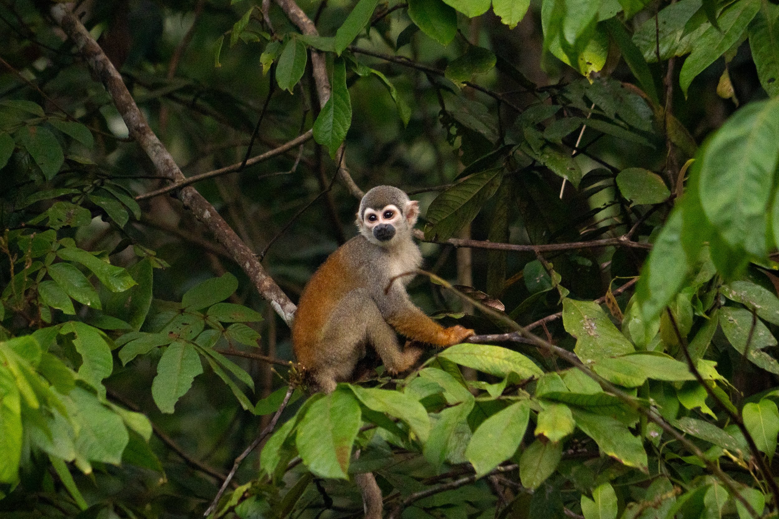2026_Amazon_NWC_CanoeRide_SquirrelMonkey_01-ElyseeRobersonSchulz.jpg