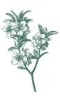 Drawing of a green leafy plant with multiple stems.