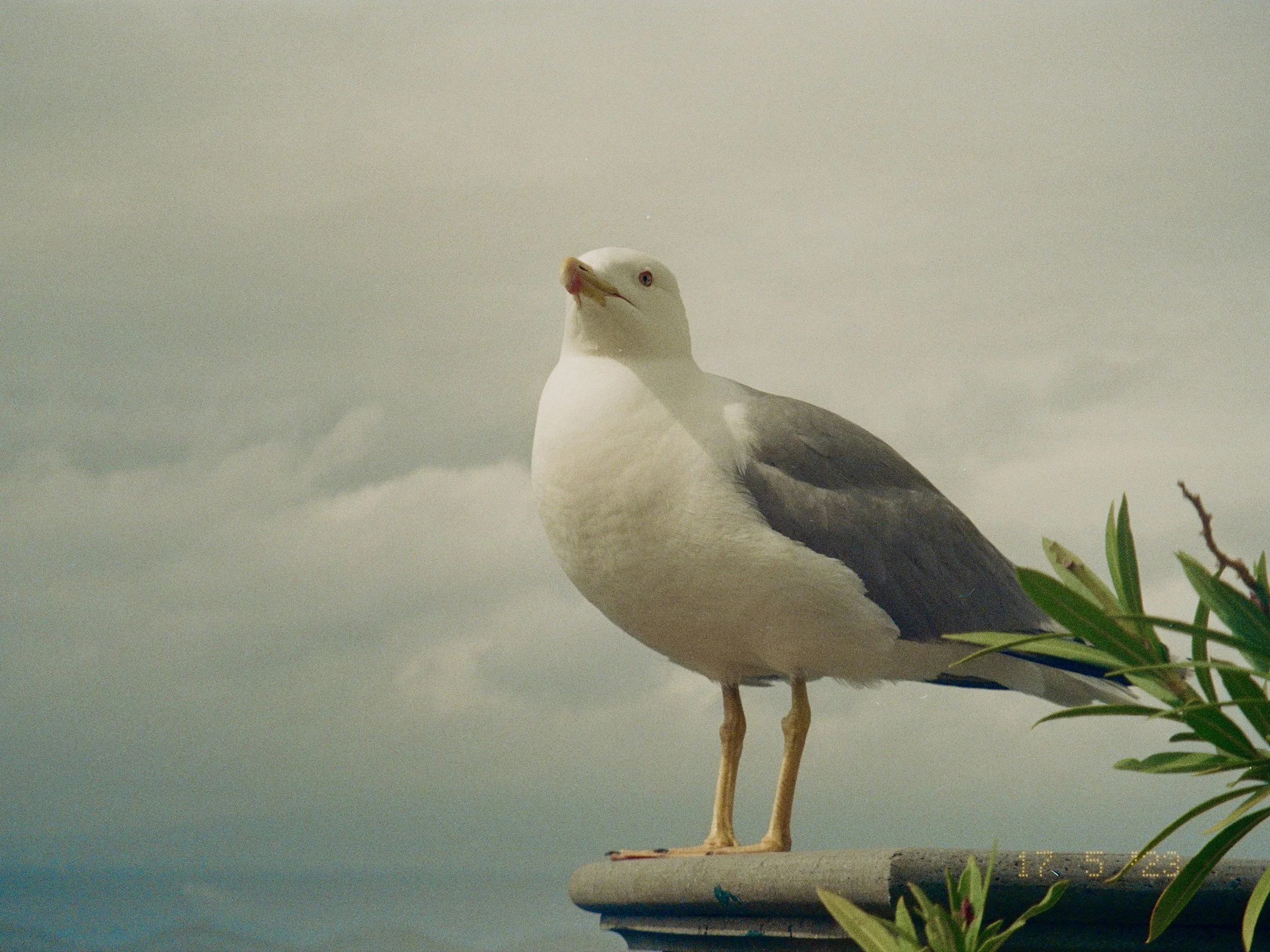 Gull