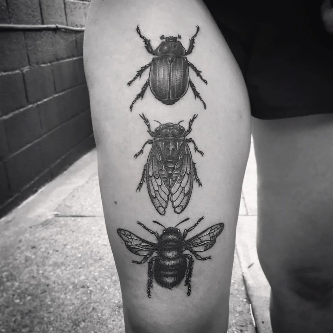 Black and gray leg tattoo of illustrations of bugs by Jesse Smith at Human Production Gallery in Bethel Park
