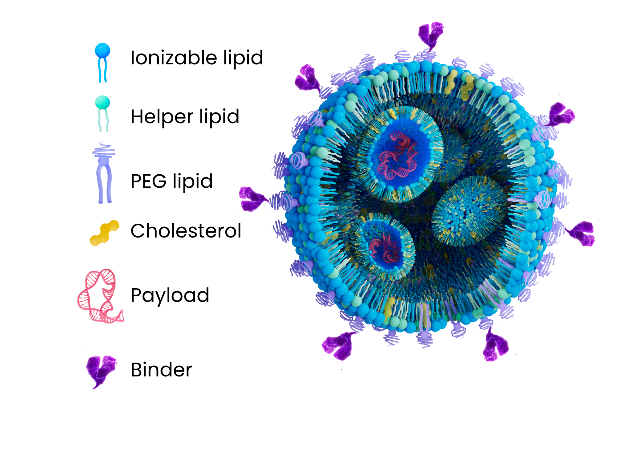 3D illustration of a lipid nanoparticle with payload and targeted binder | Targeted Lipid Nanoparticle Delivery Service