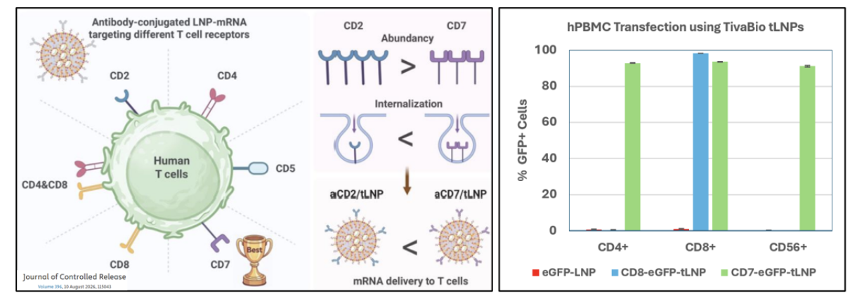 Tools for Targeted-LNPs: Plug-and-Play Simplicity vs in vivo Potency
