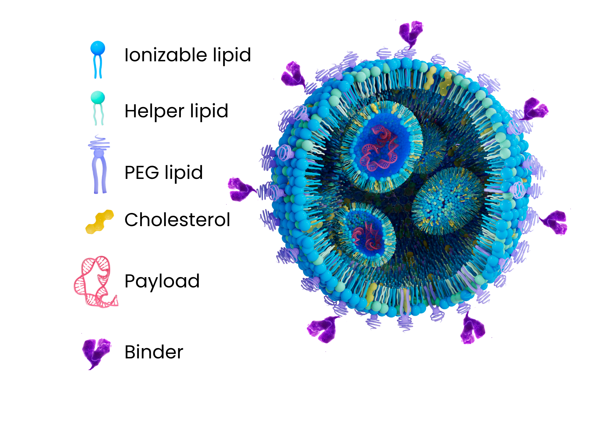 3D illustration of a lipid nanoparticle with payload and targeted binder | Targeted Lipid Nanoparticle Delivery Service