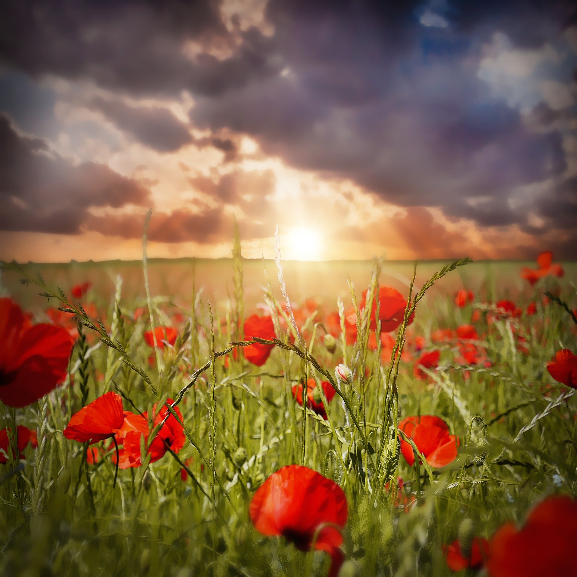 A field of red poppies and green grass under a dramatic sky at sunset, with dark clouds and rays of sunlight.