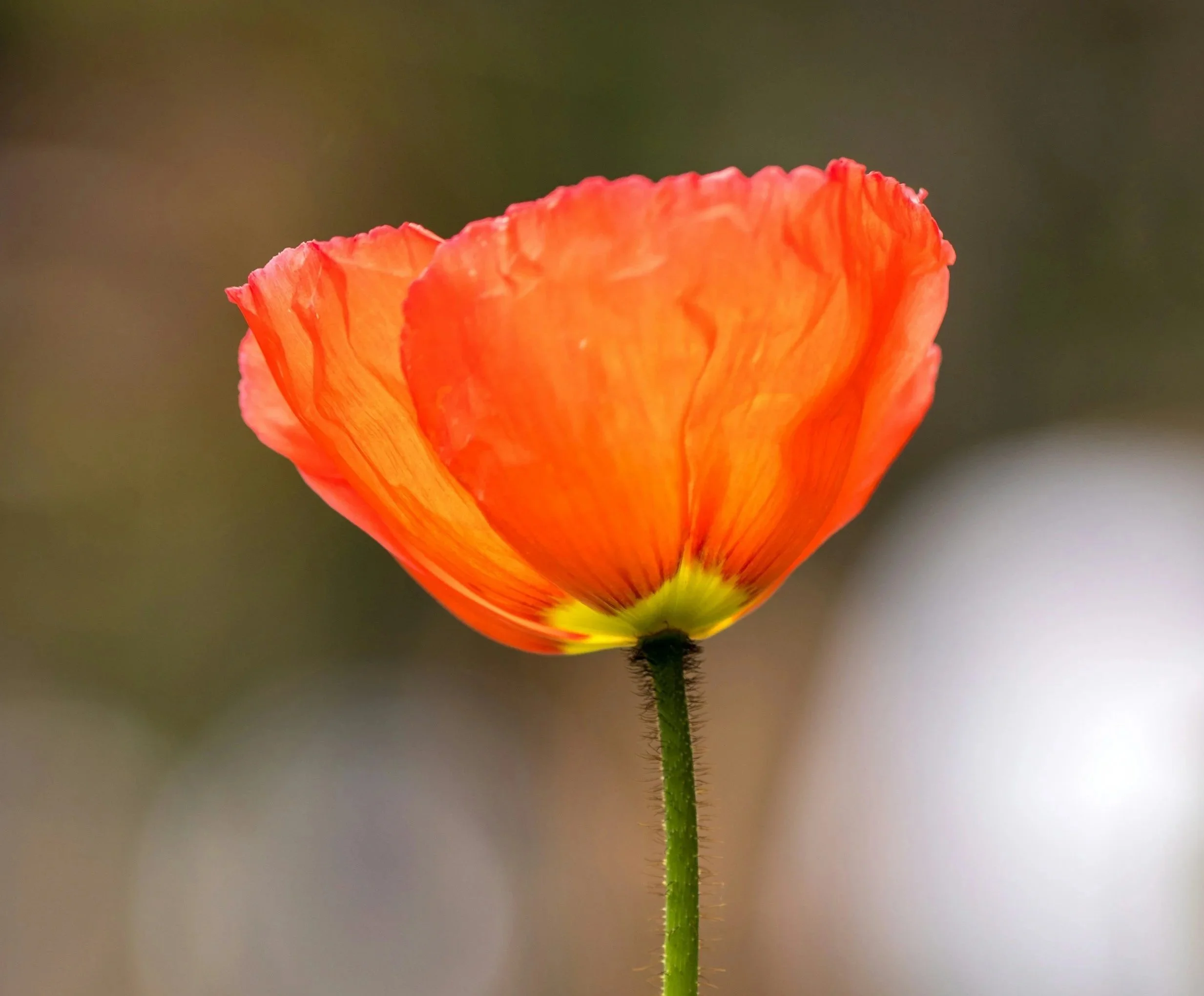 A close-up of a vibrant orange poppy flower on a green stem with a blurred background.