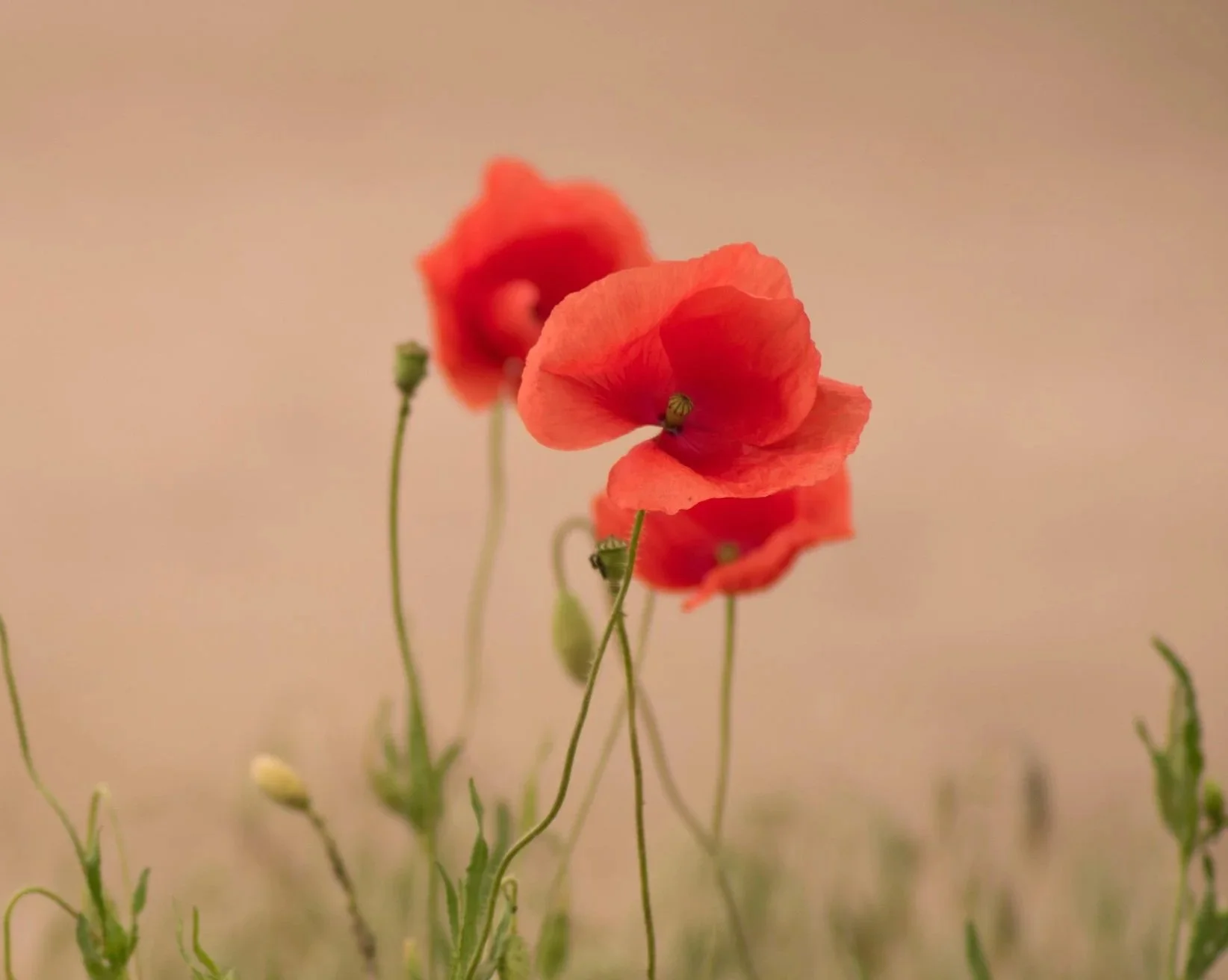 Close-up of three orange poppy flowers with delicate petals on green, thin stems against a blurred beige background.