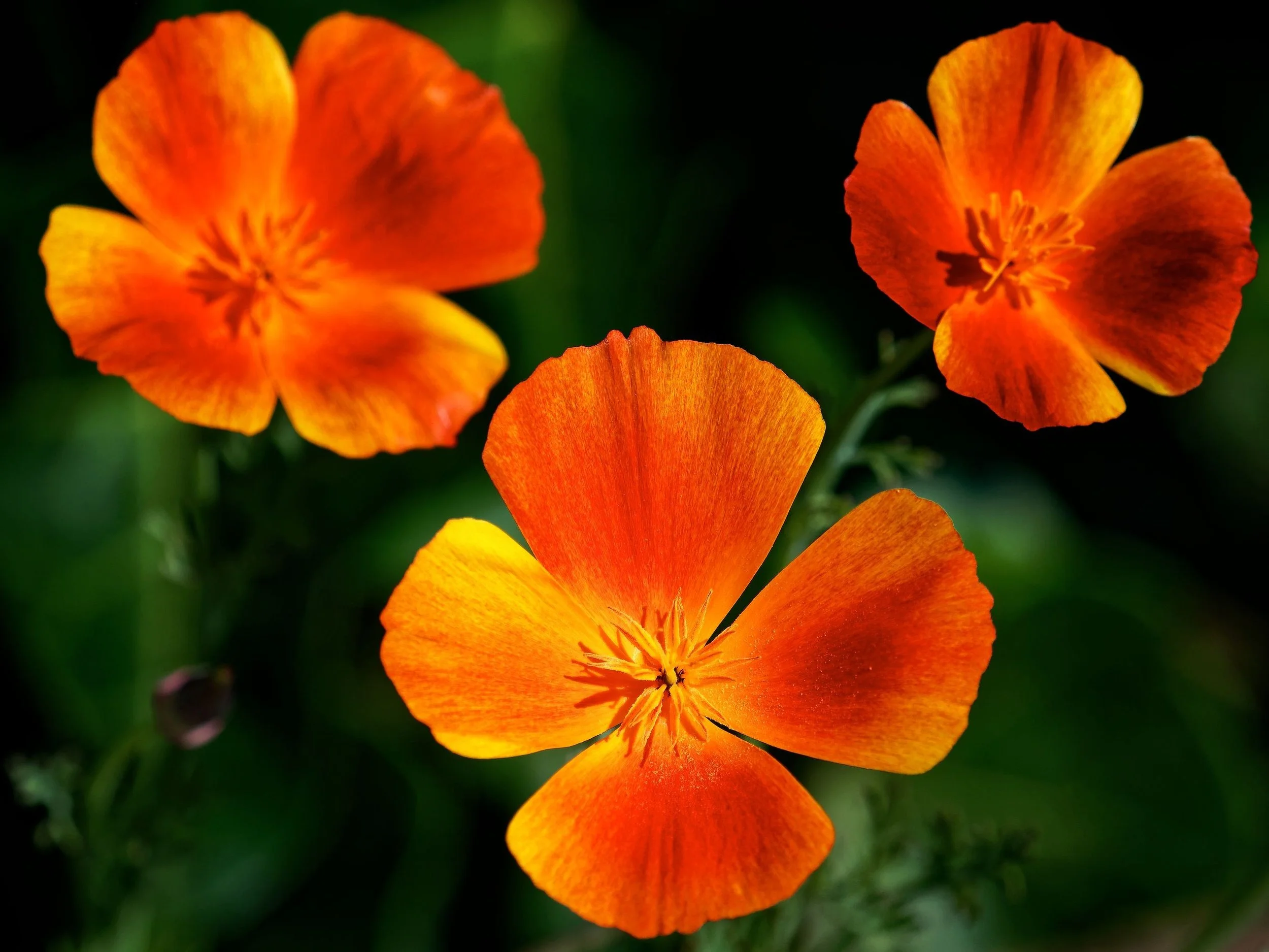 Close-up of vibrant orange and yellow flowers, likely poppies, with dark centers and green background.