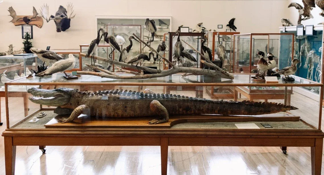 alligator