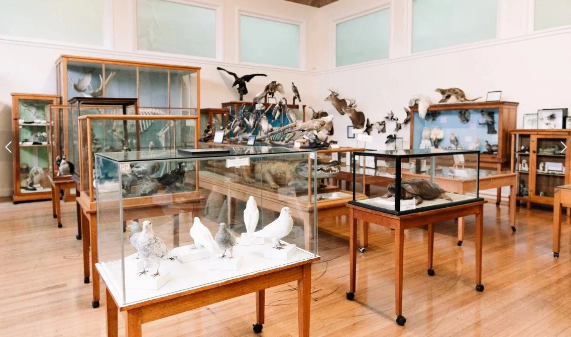 Various local birds