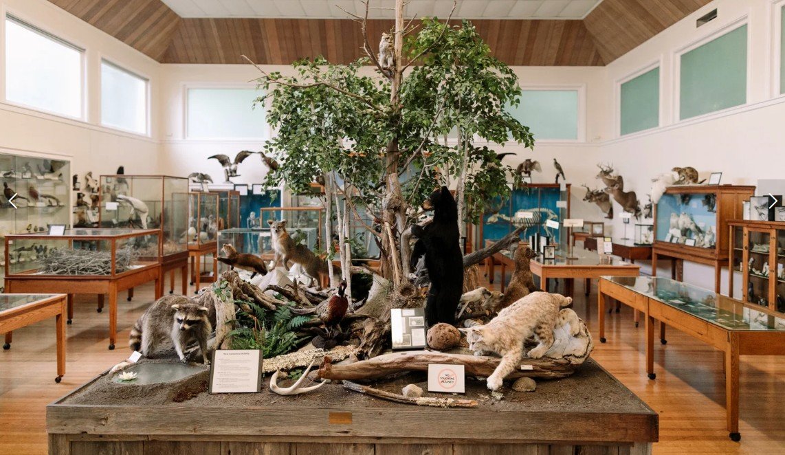 Display with Bobcat, Bear, and Raccoon